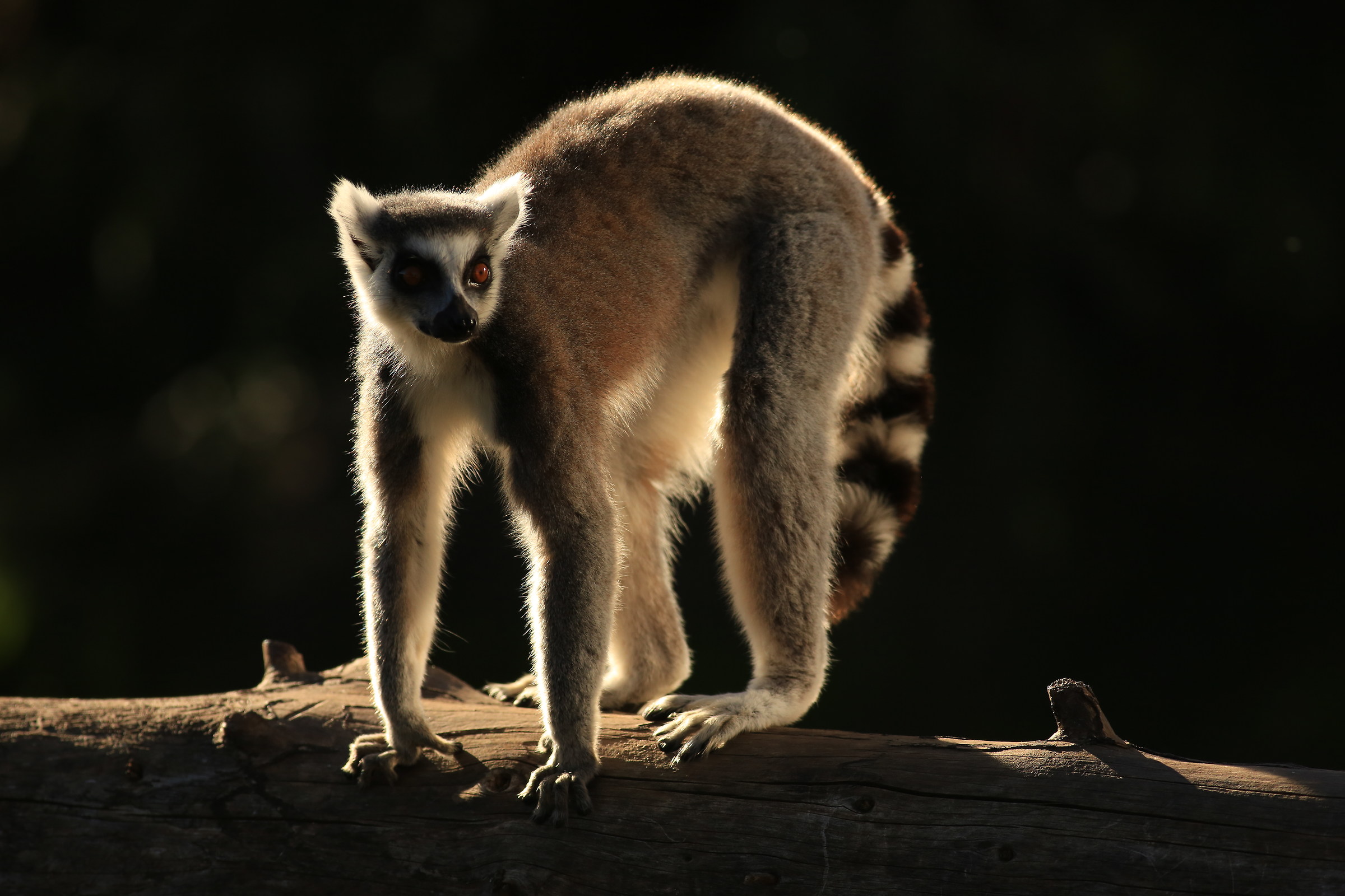 Madagascar .... maybe