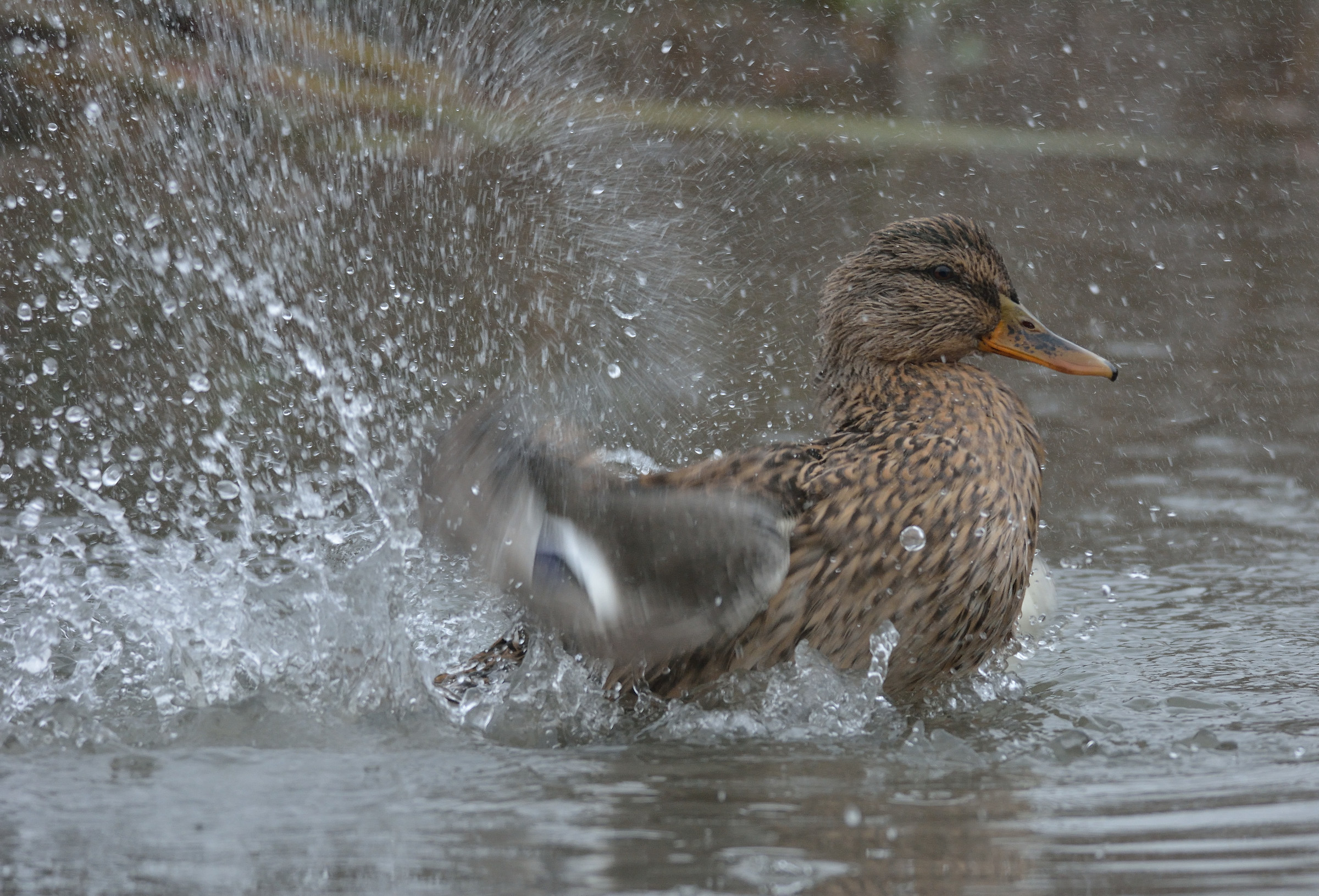 centro cicogne e anatidi racconigi