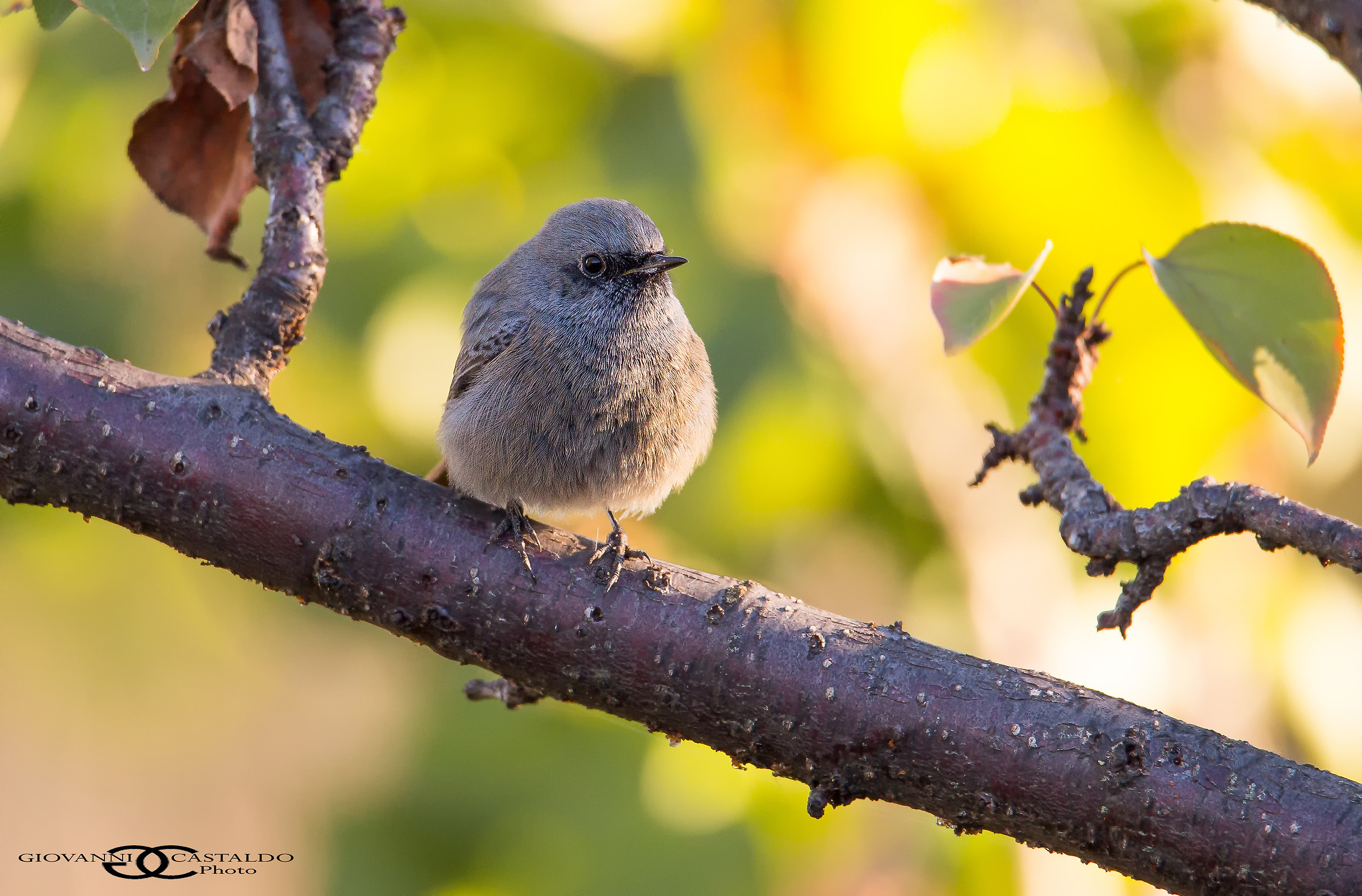black redstart