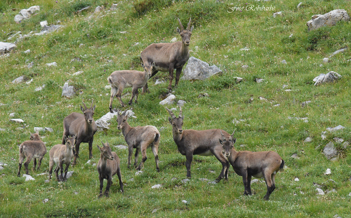 Femmine con piccoli...