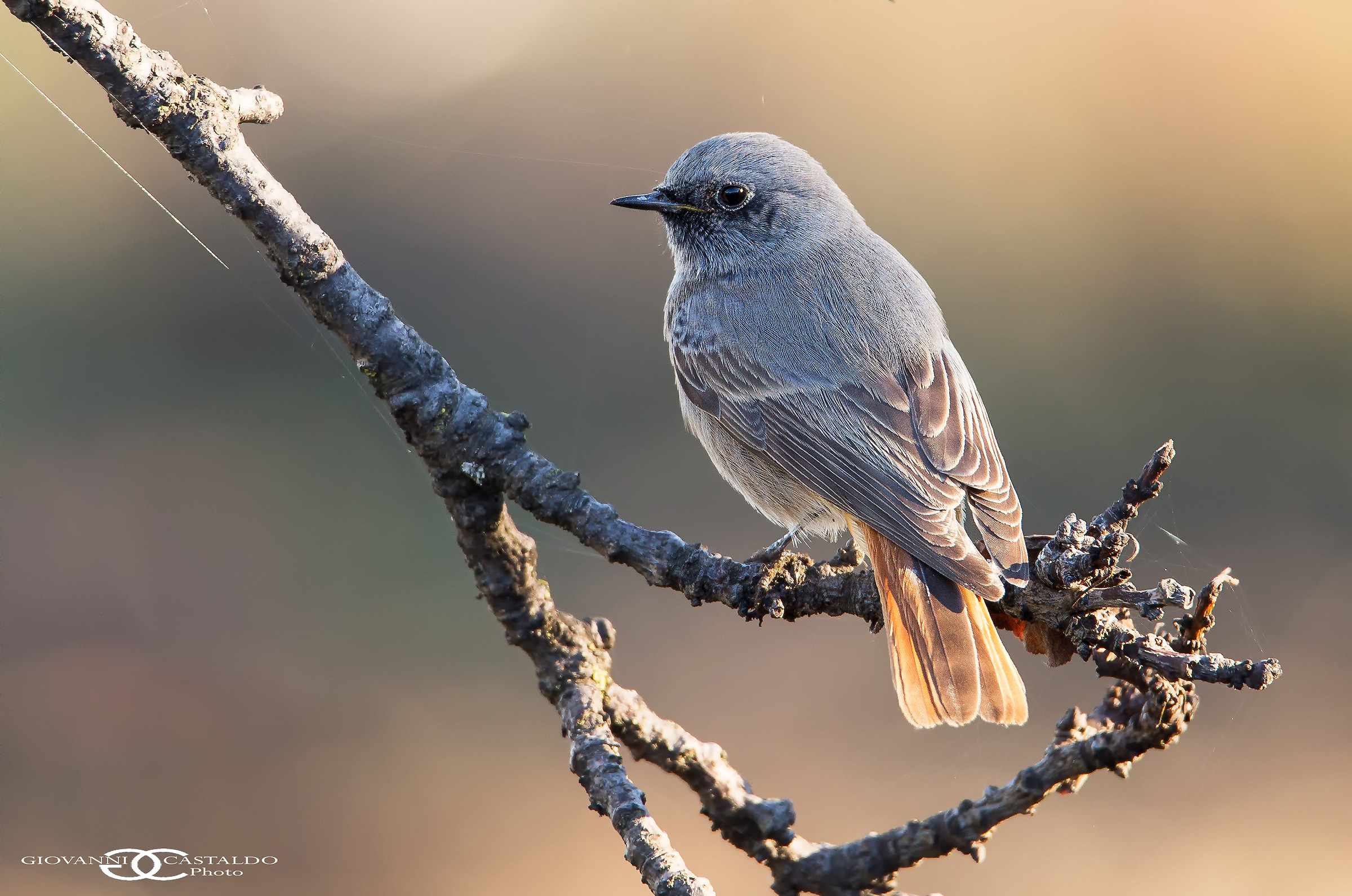 codirosso spazzacamino