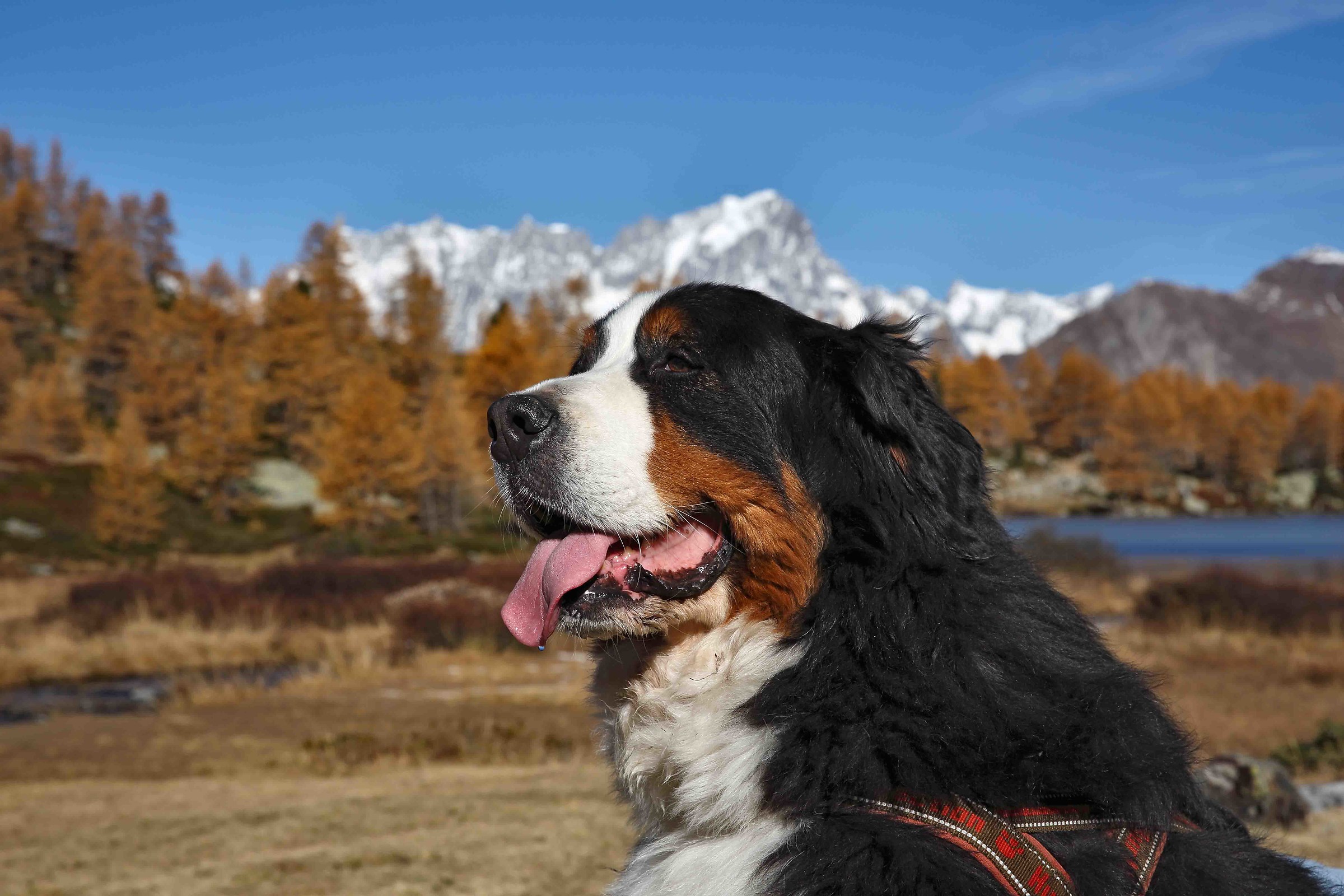 Lago d'Arpy - incontro fortunato