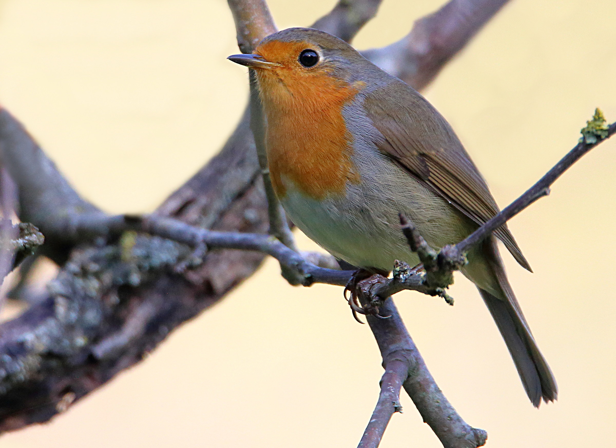 Robin