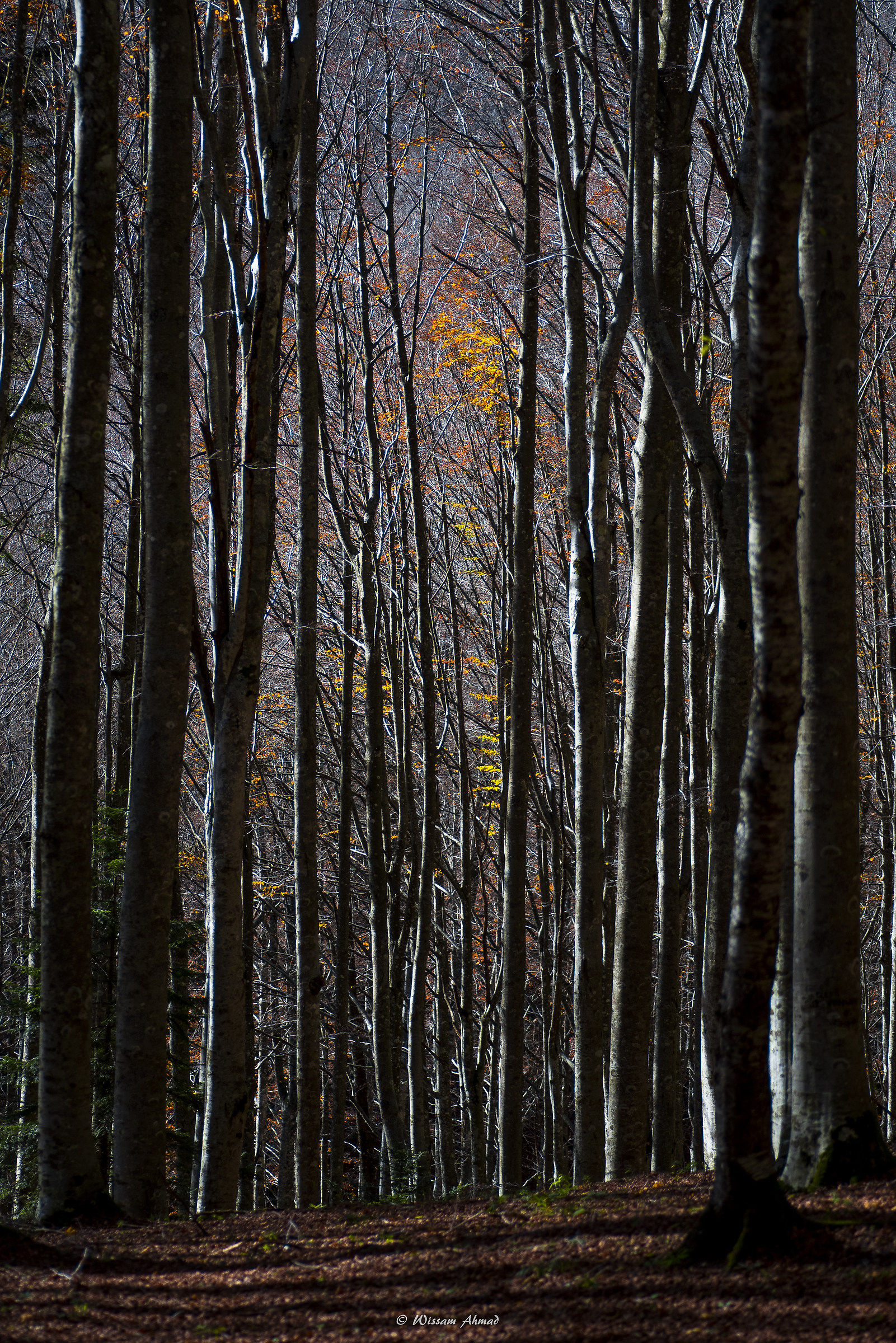 The Giants of Casentino Forests!