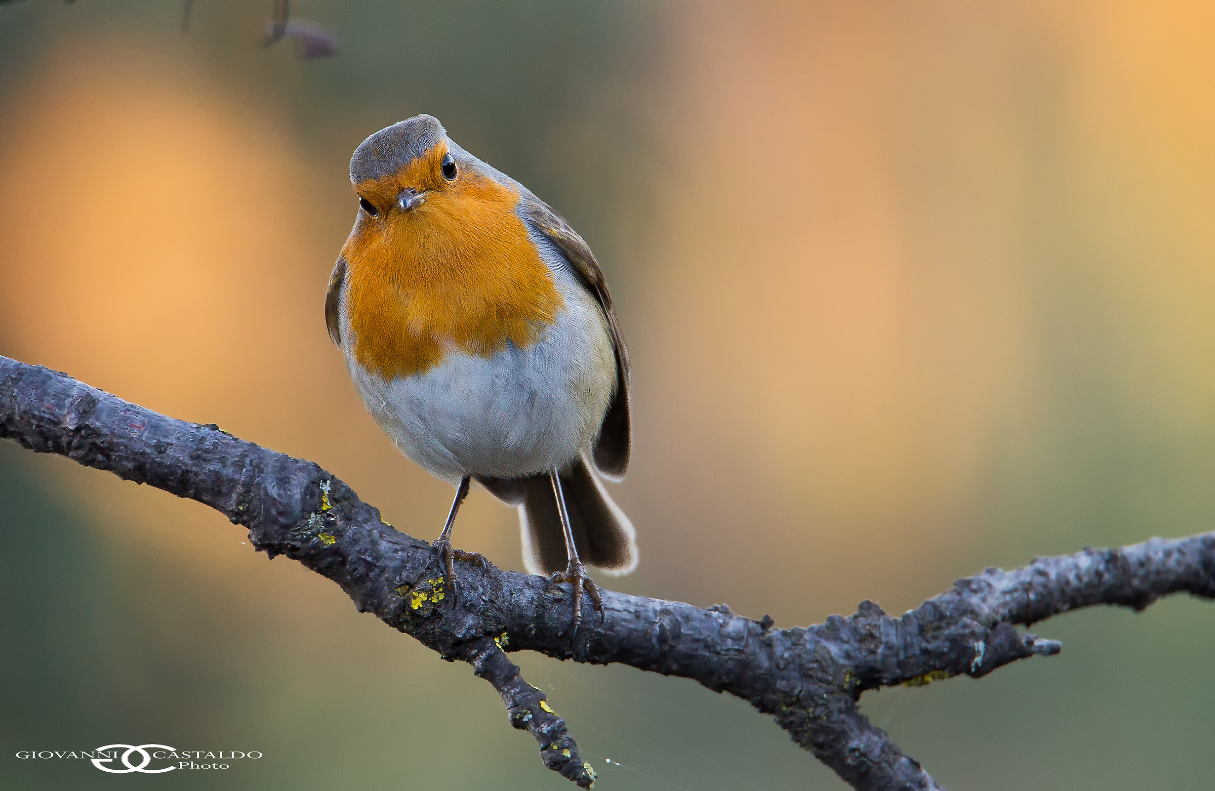 Robin