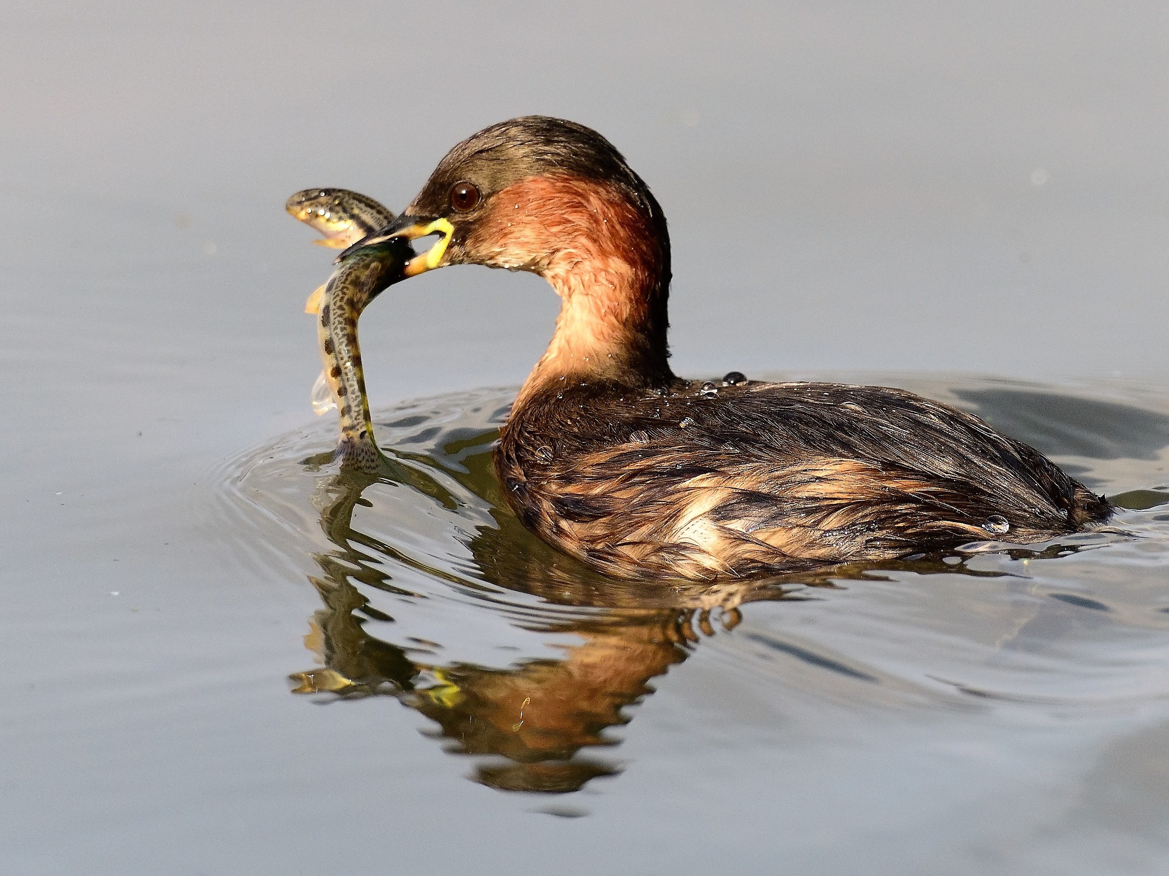 little grebe with prey