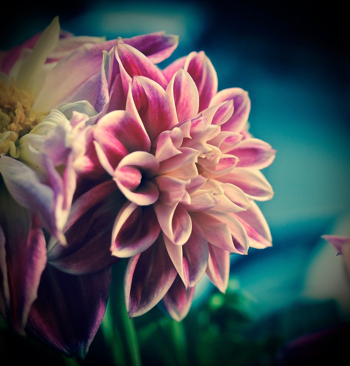 Primi passi in macro fotografia