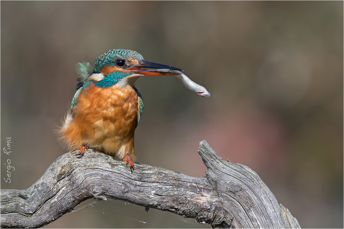 The determination of martina