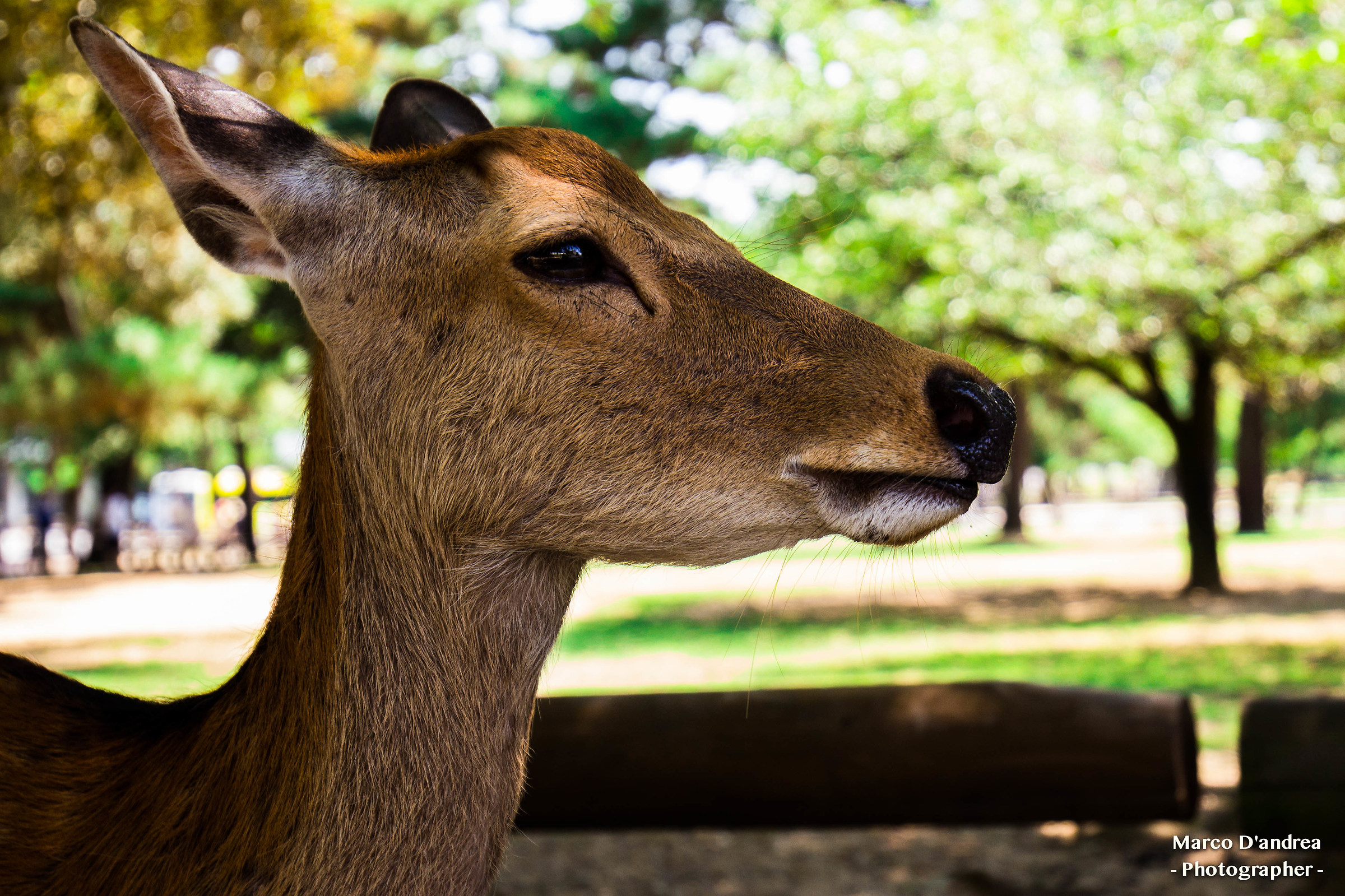 parco di nara giappone