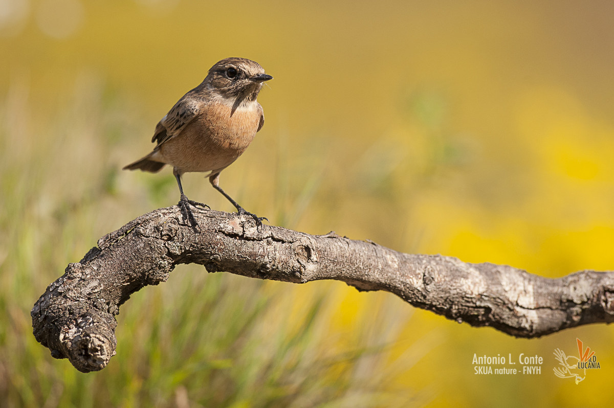 stonechat