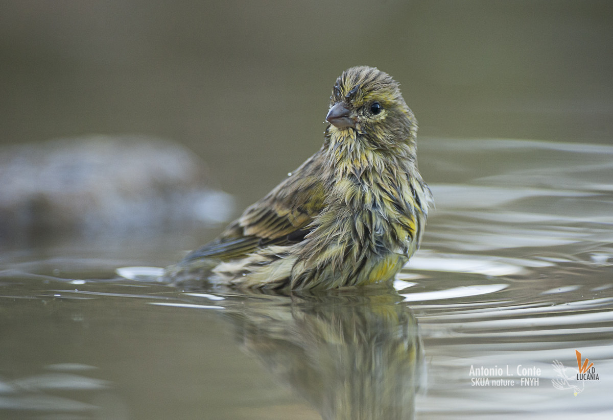Serin in the bathroom