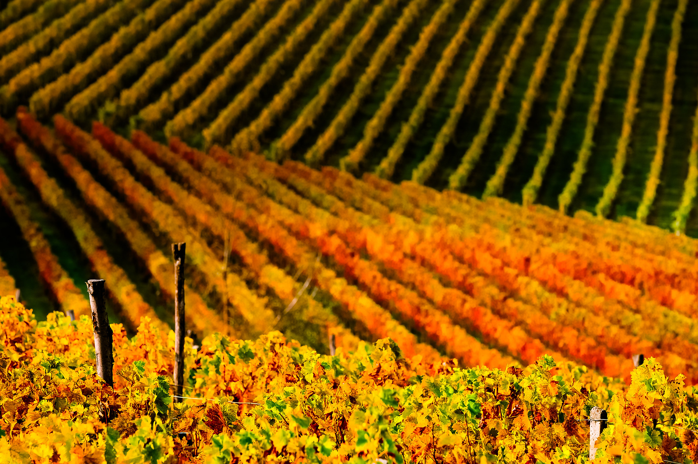 Autunno nel Monferrato