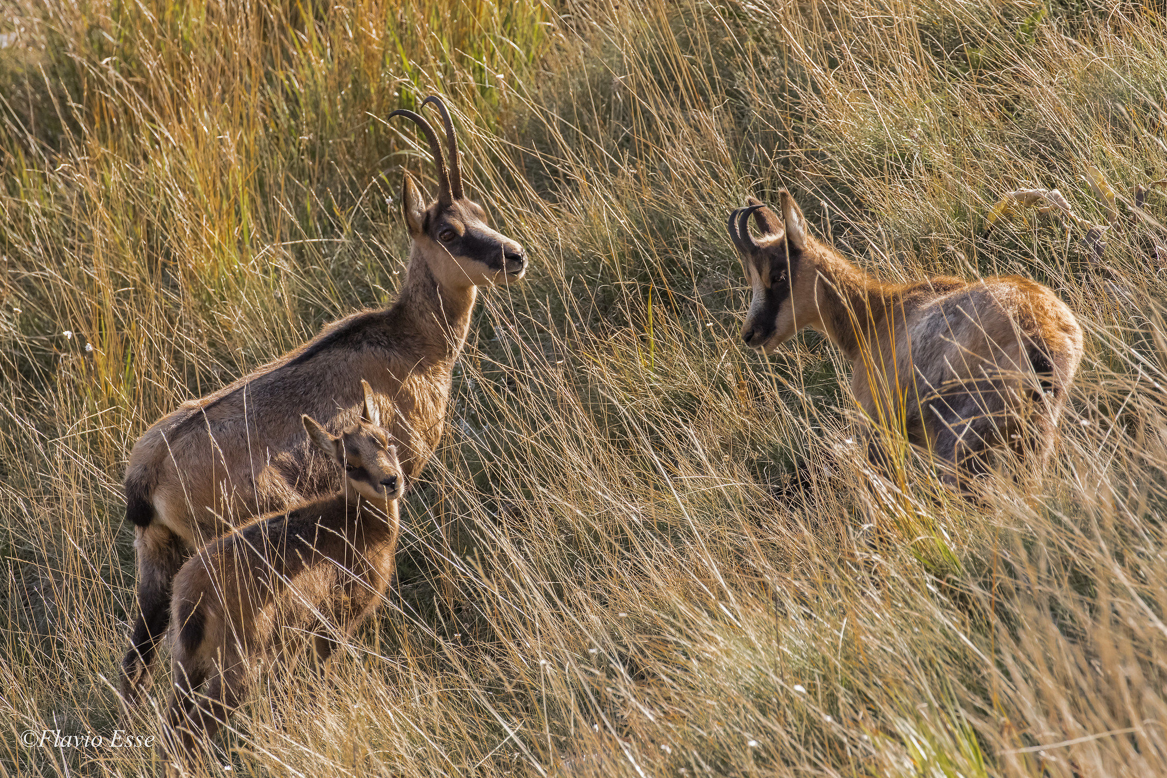 The three generations