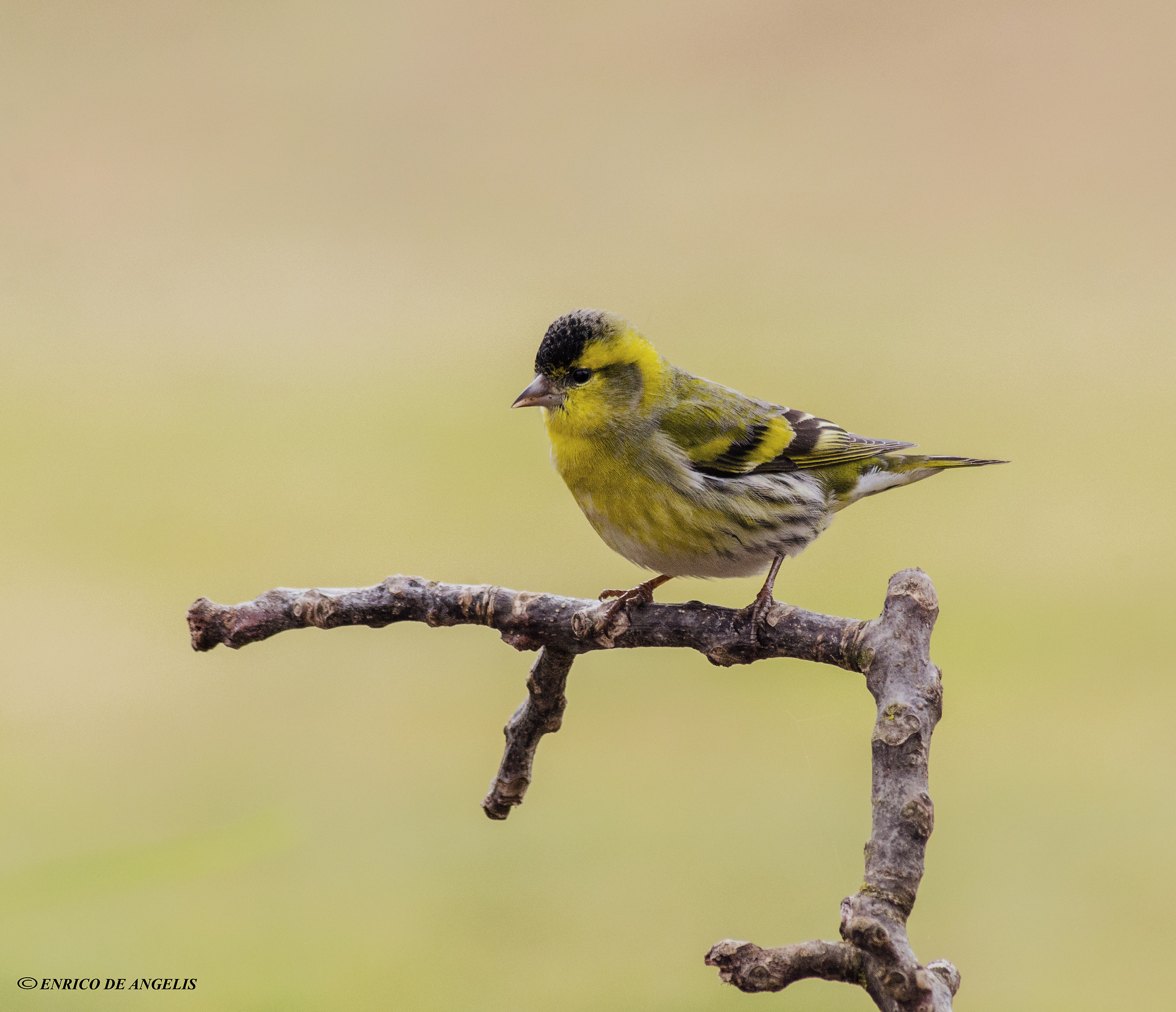 lucherino (spinus spinus)