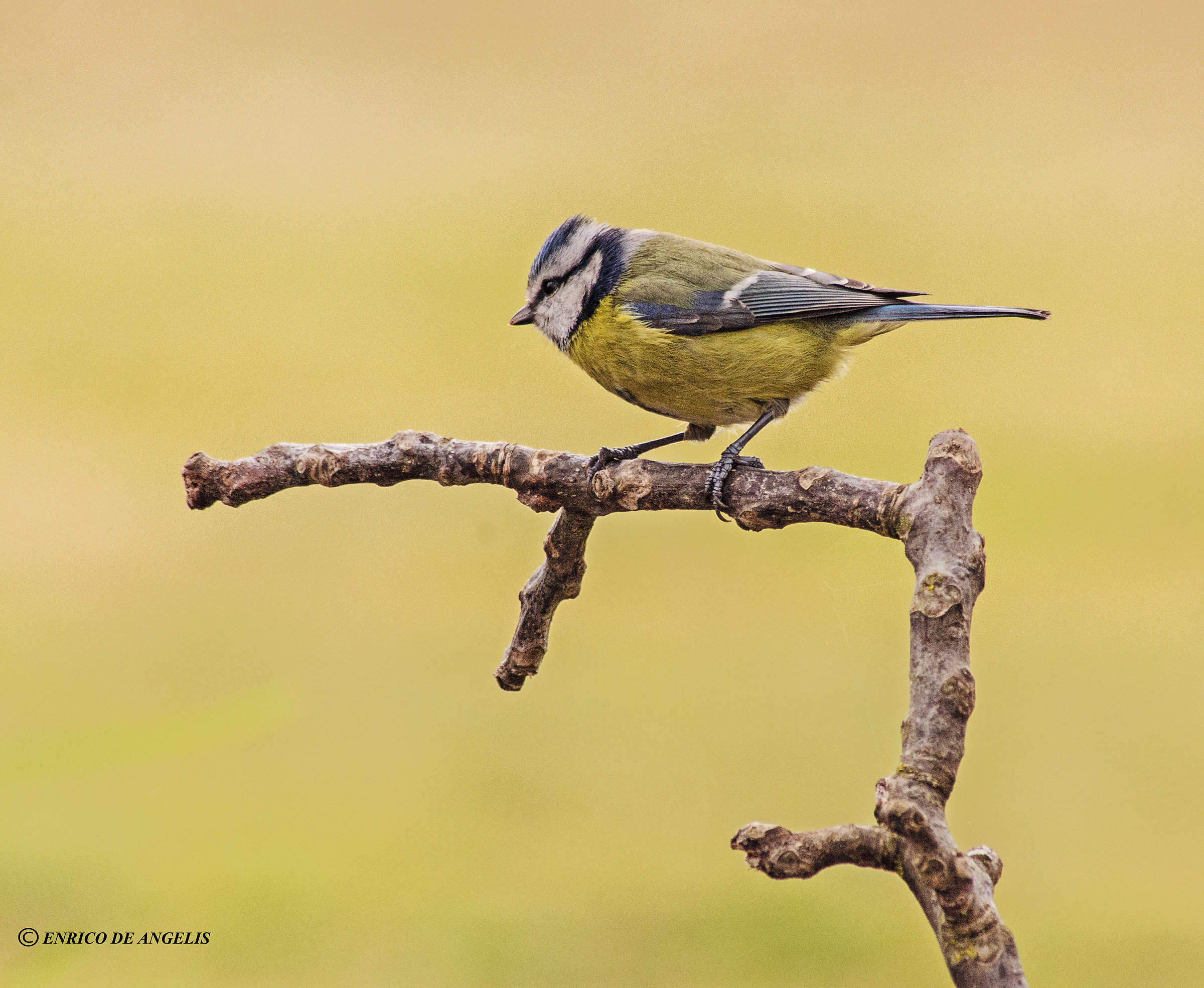 Cinciarella ( Cyanistes caeruleus )