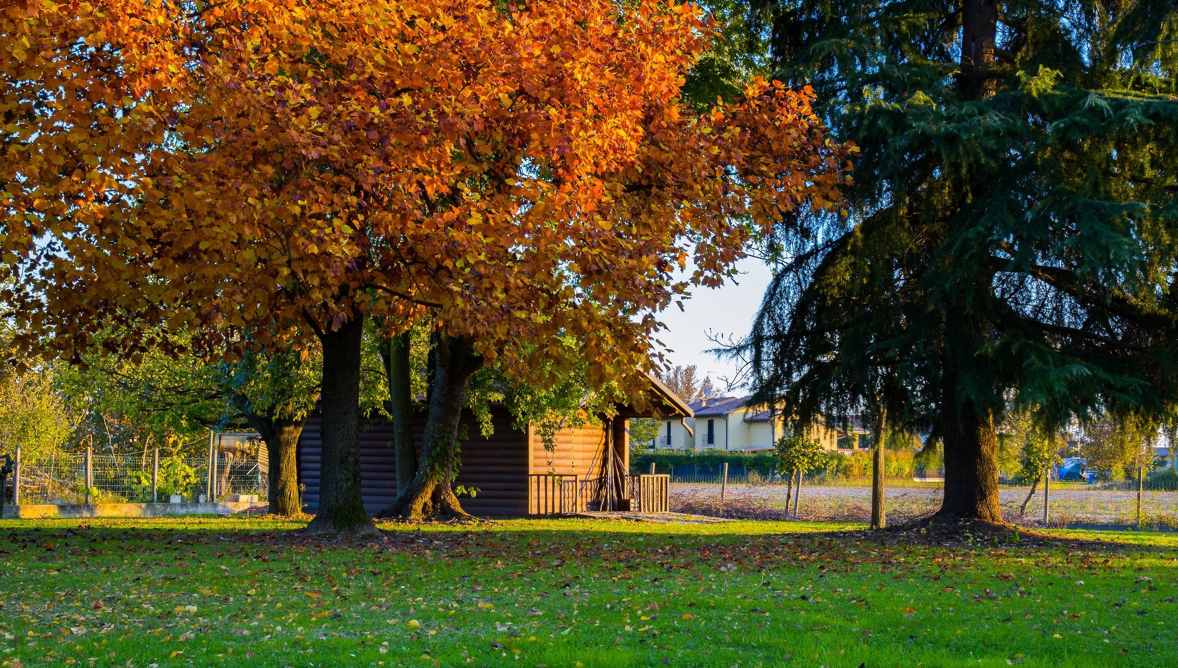 Liriodendron Tulipifera