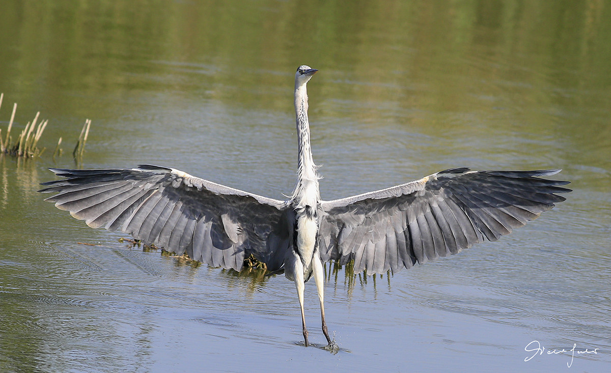 Grey Heron