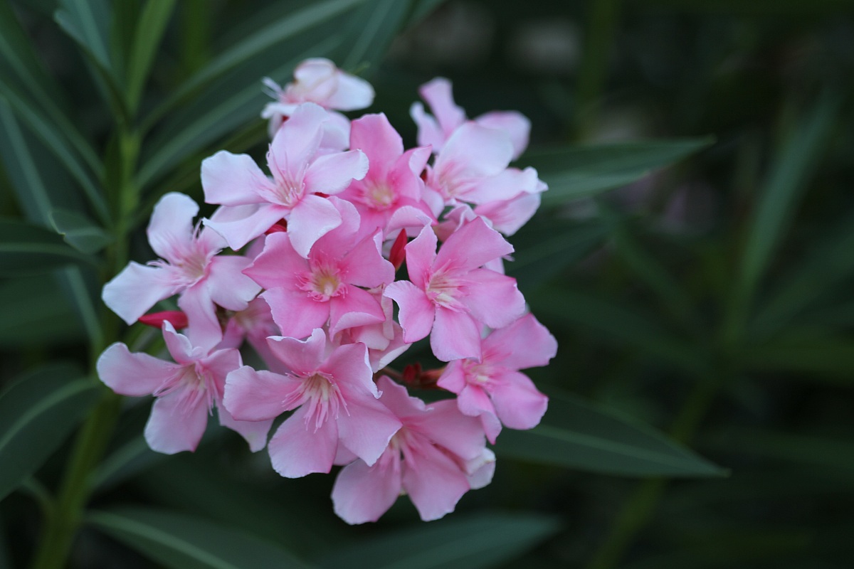 oleanders