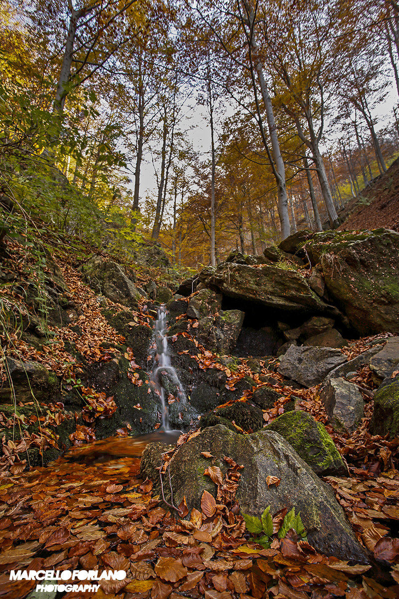 Autumn in the beech forest