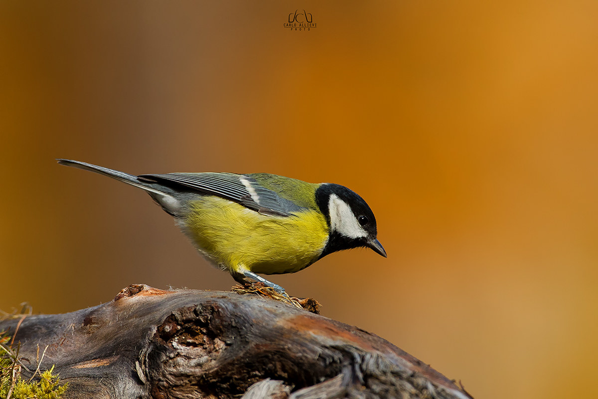 Great Tit