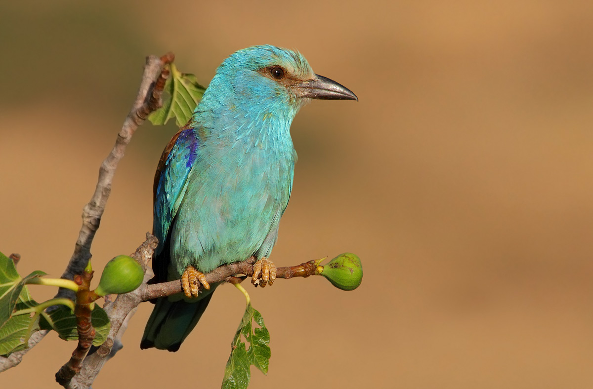 European roller