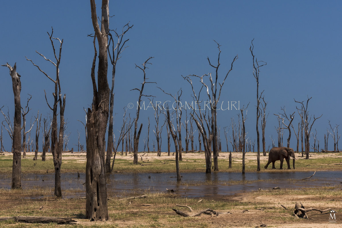 Una finestra sulla preistoria