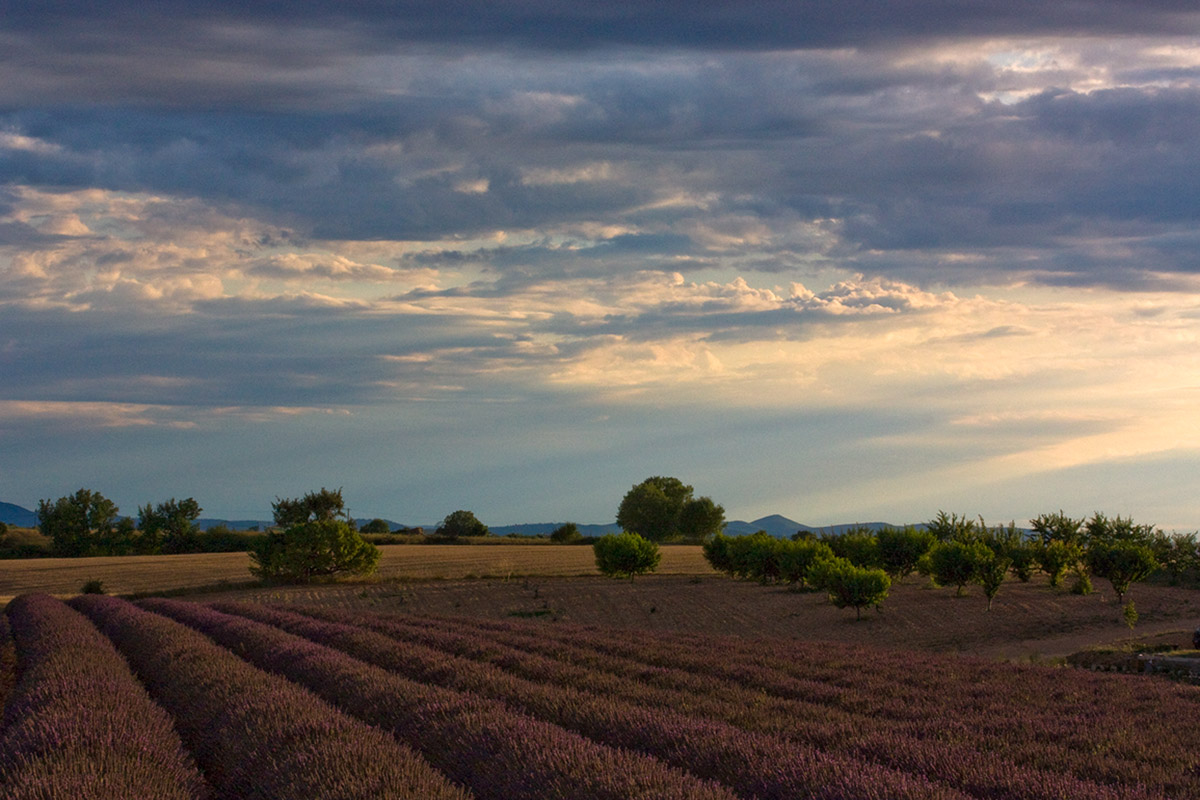 Valensole