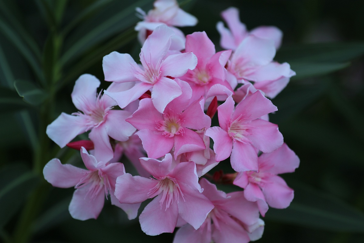 oleanders