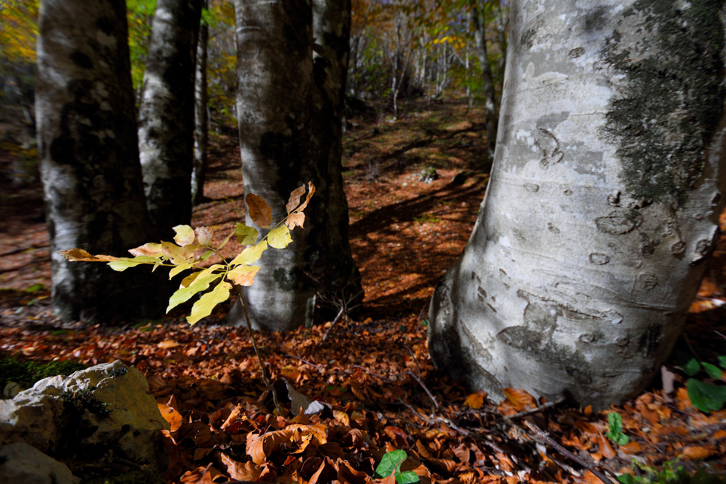Ai piedi del grande faggio