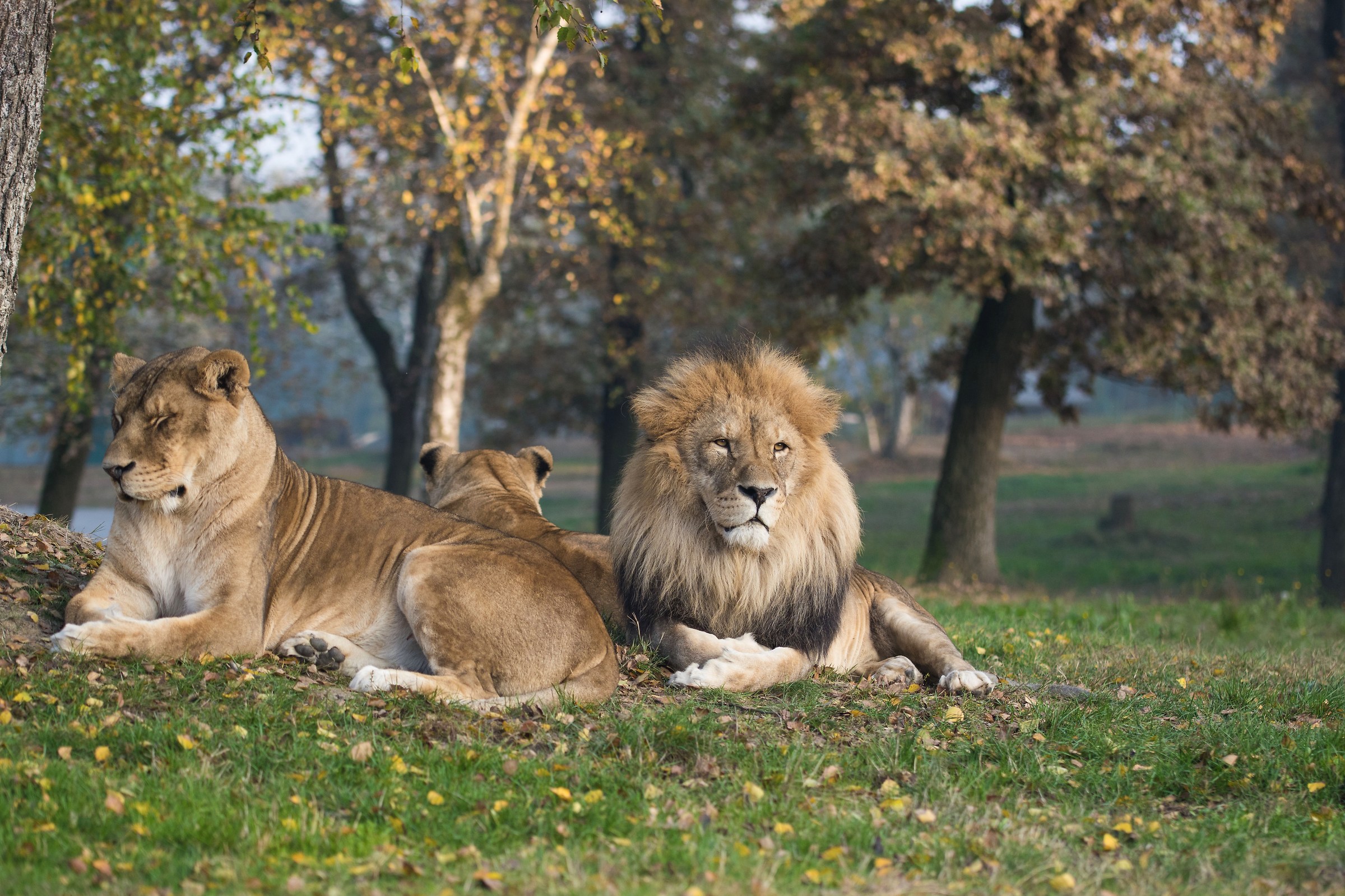 I sovrani della foresta