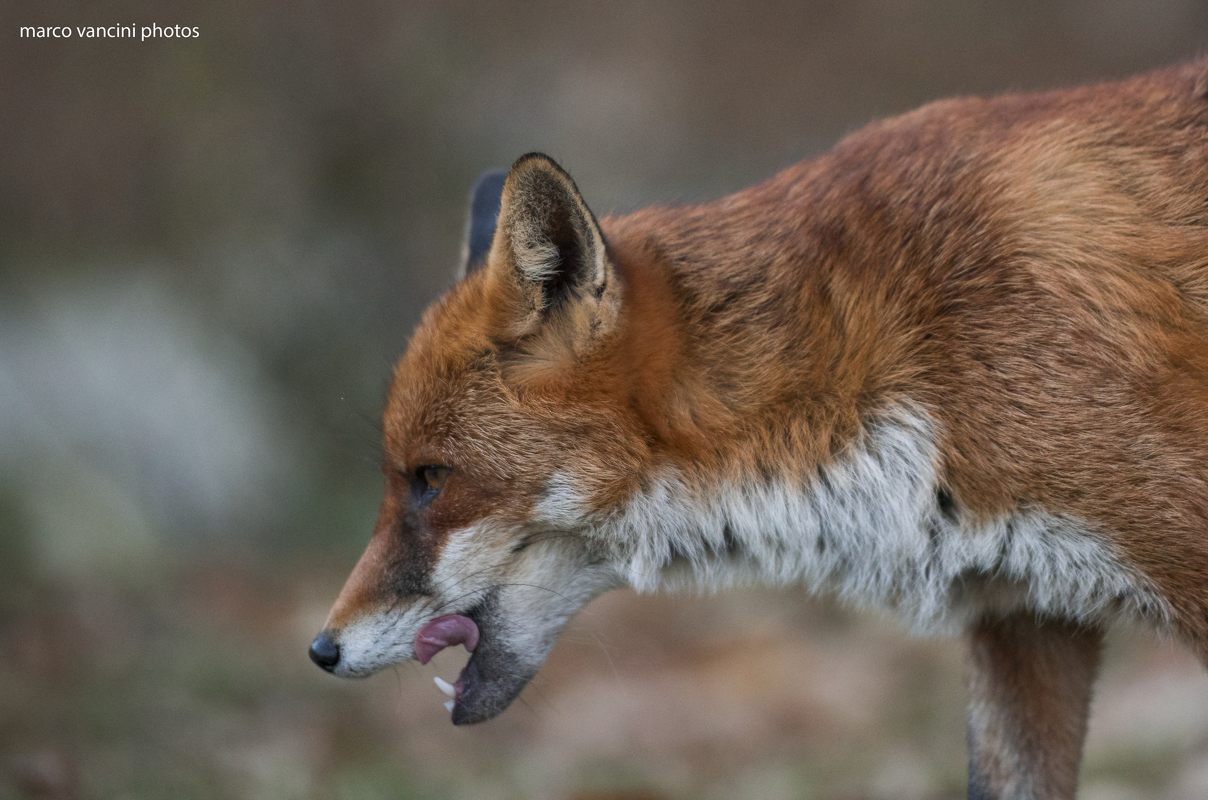 The hungry fox