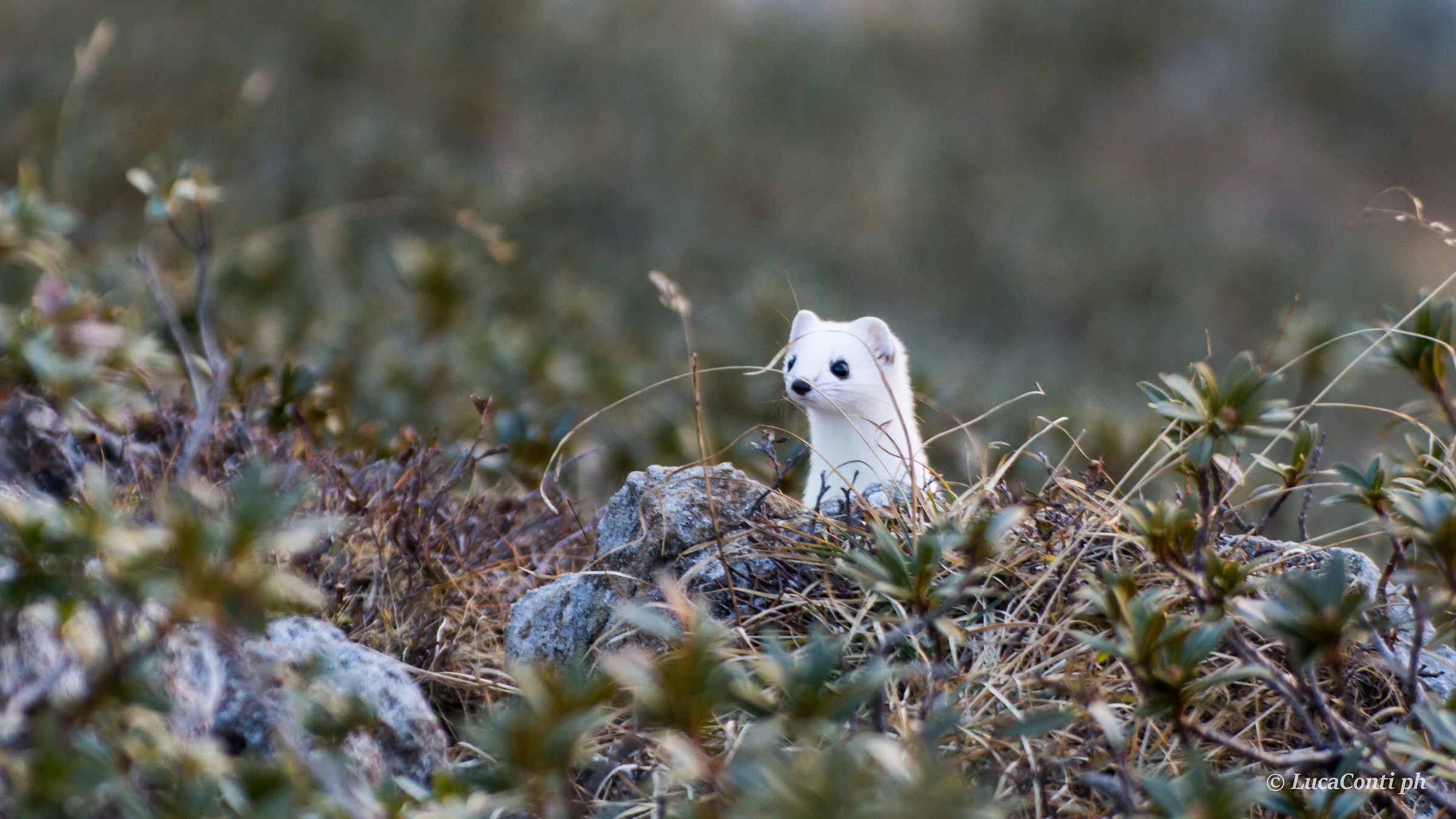 Stoat with winter coat