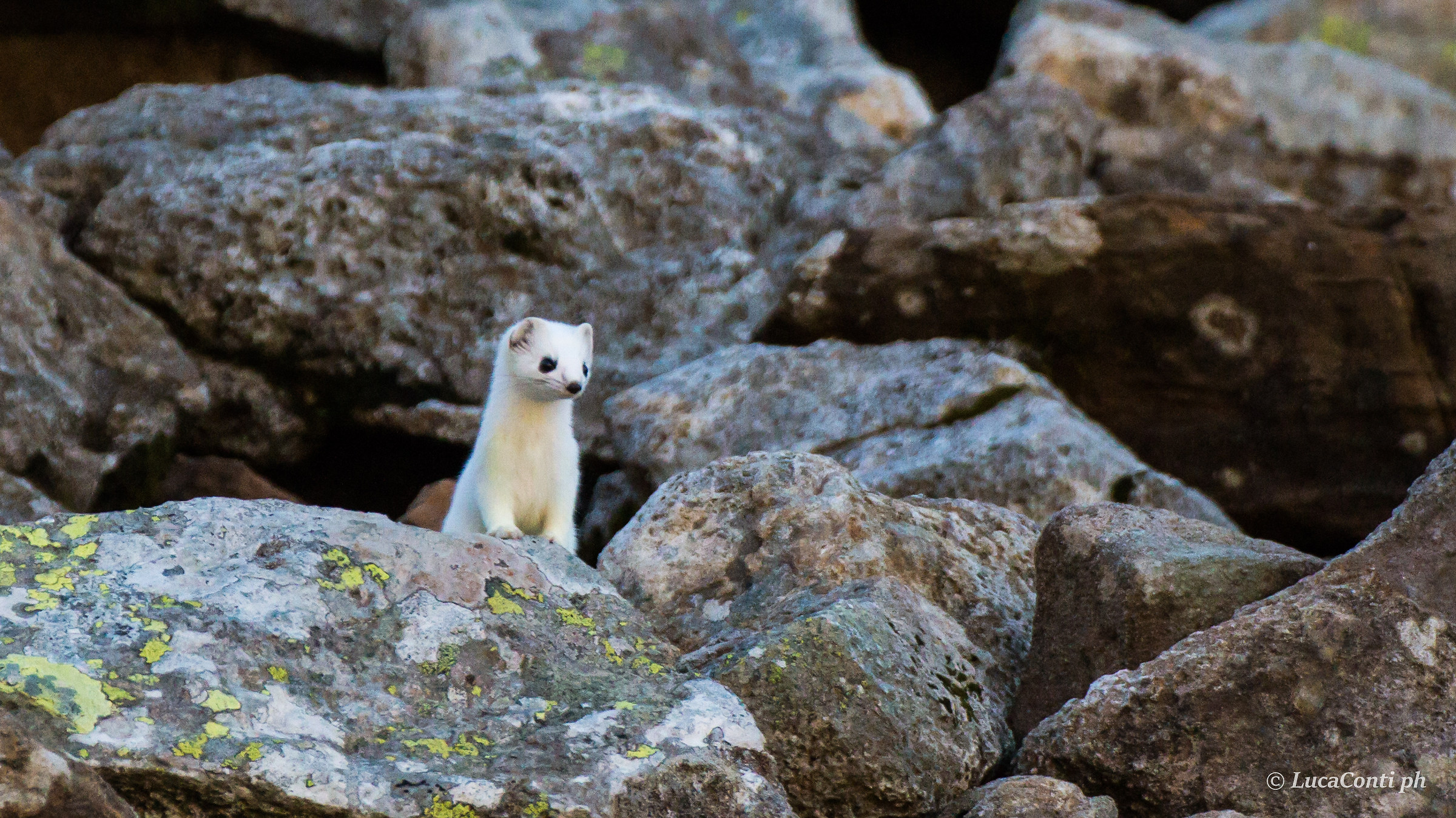 Stoat with winter coat