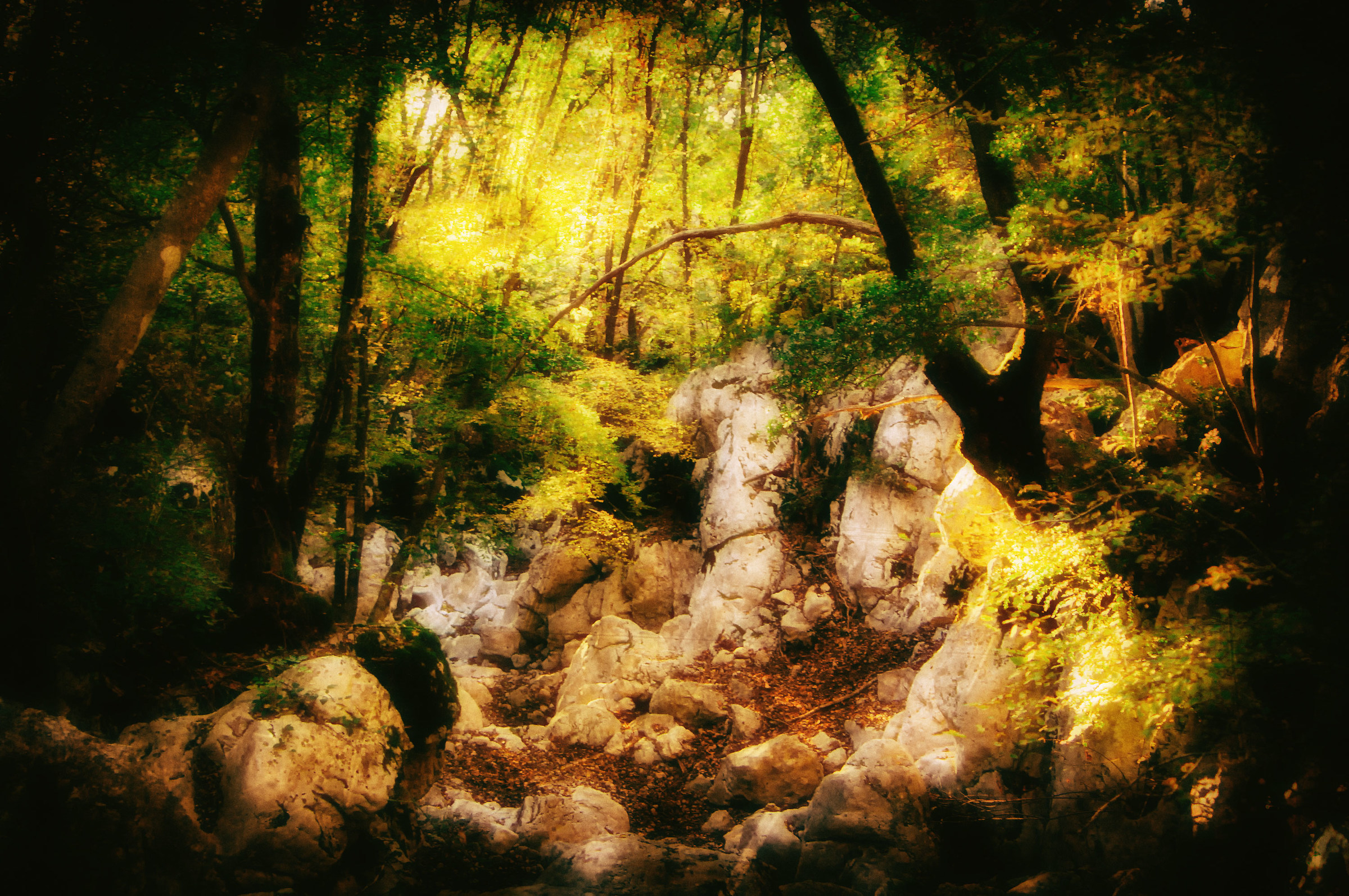 Cres - of oak forest