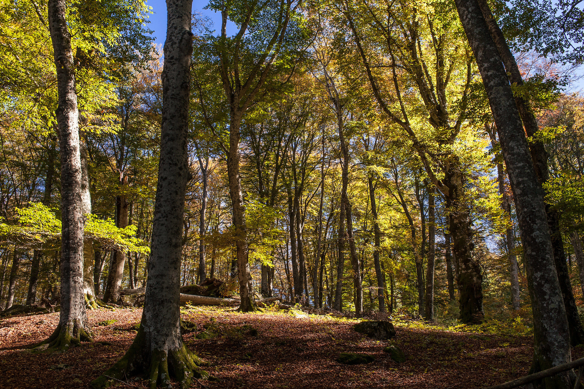 Il bosco in Autunno (2016)