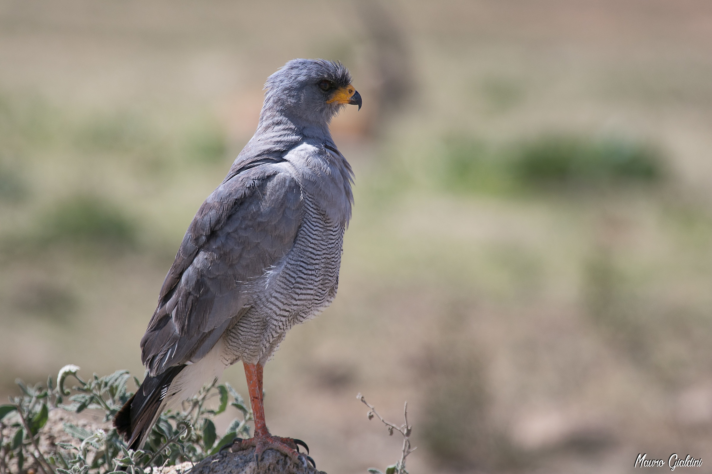 Astore cantante pallido - Melierax canorus canorus