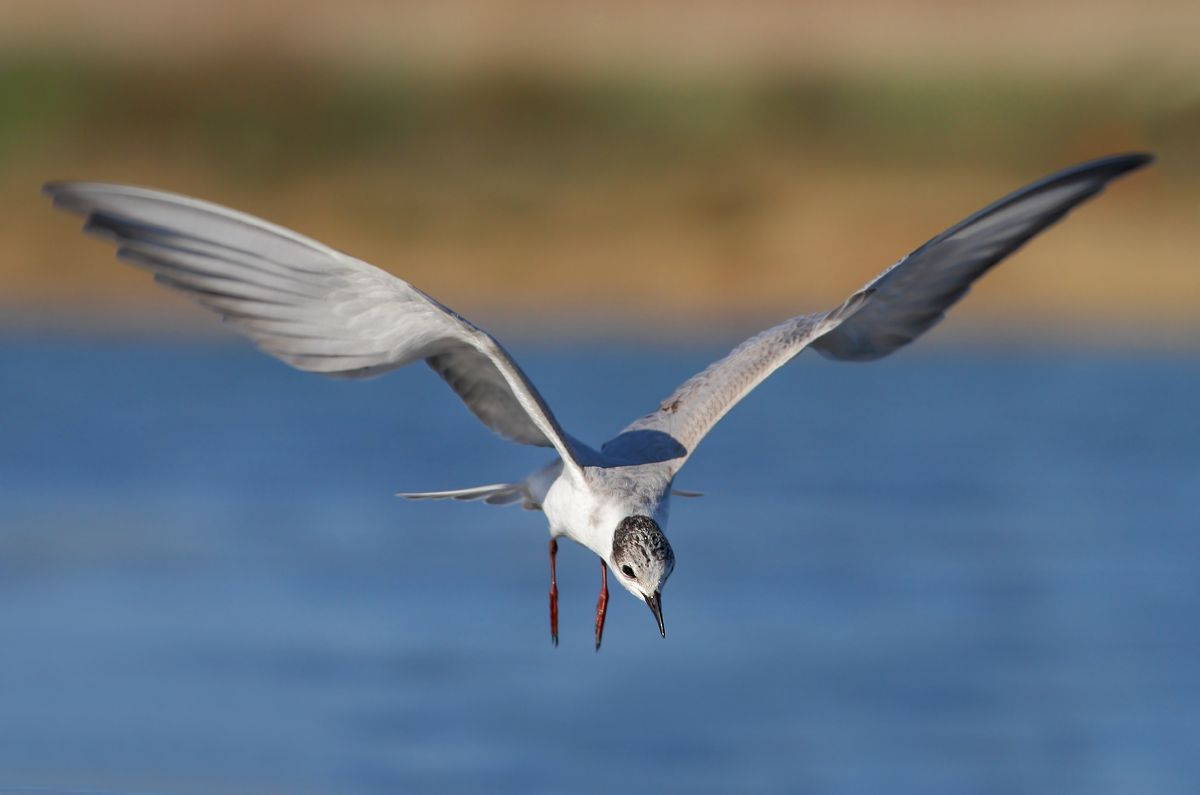 whiskered tern