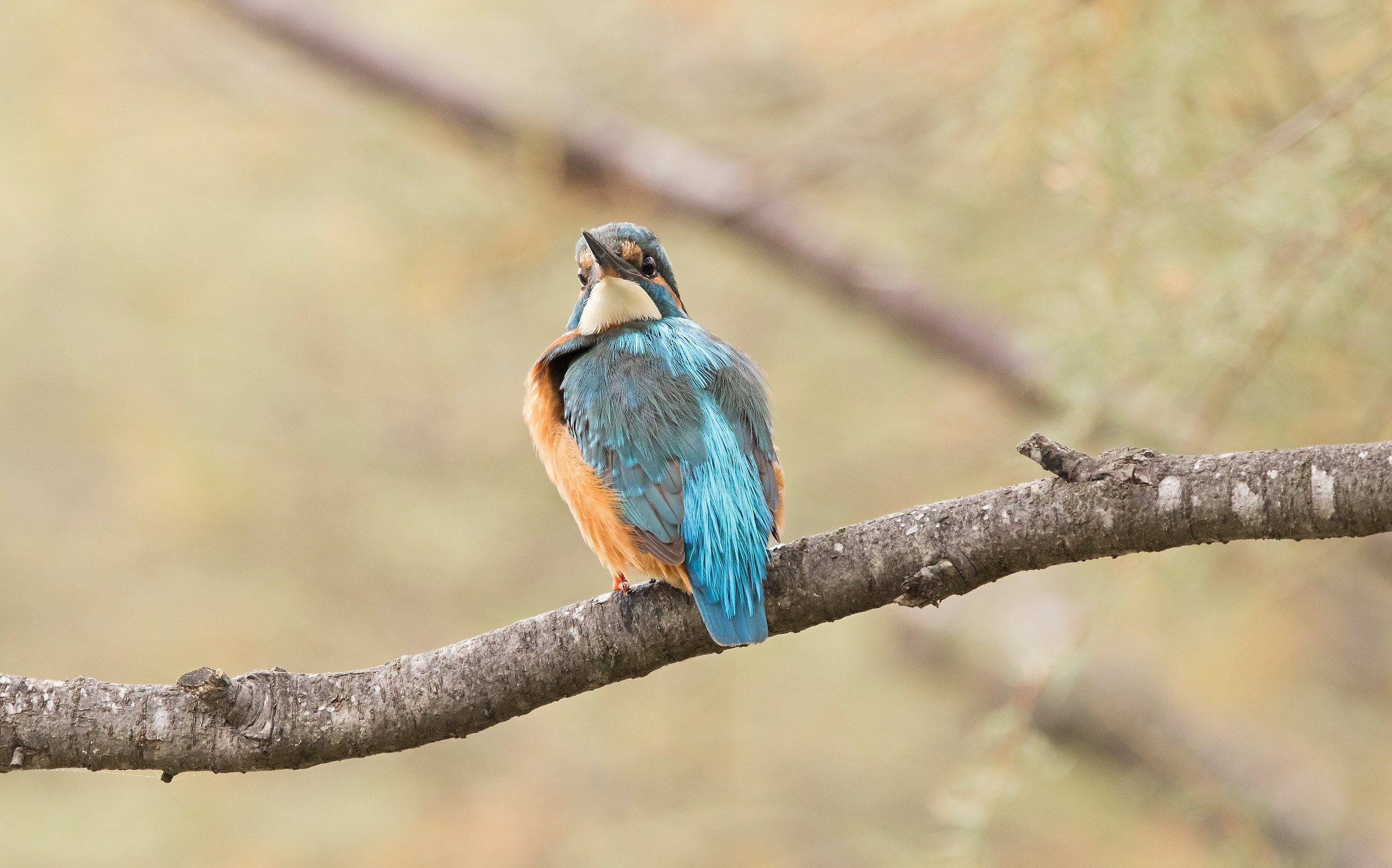 Kingfisher