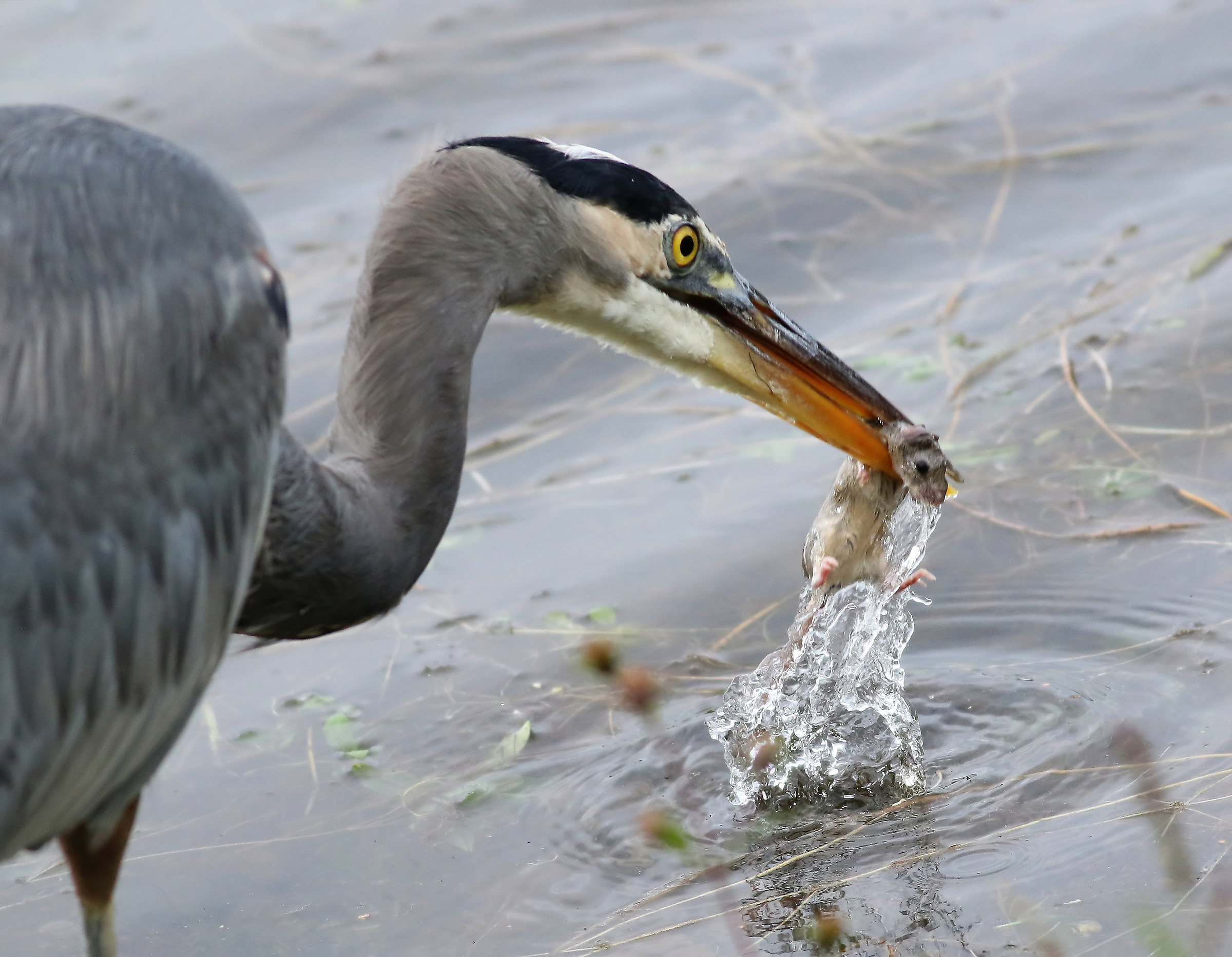 L'effetto serbatoio Dunk
