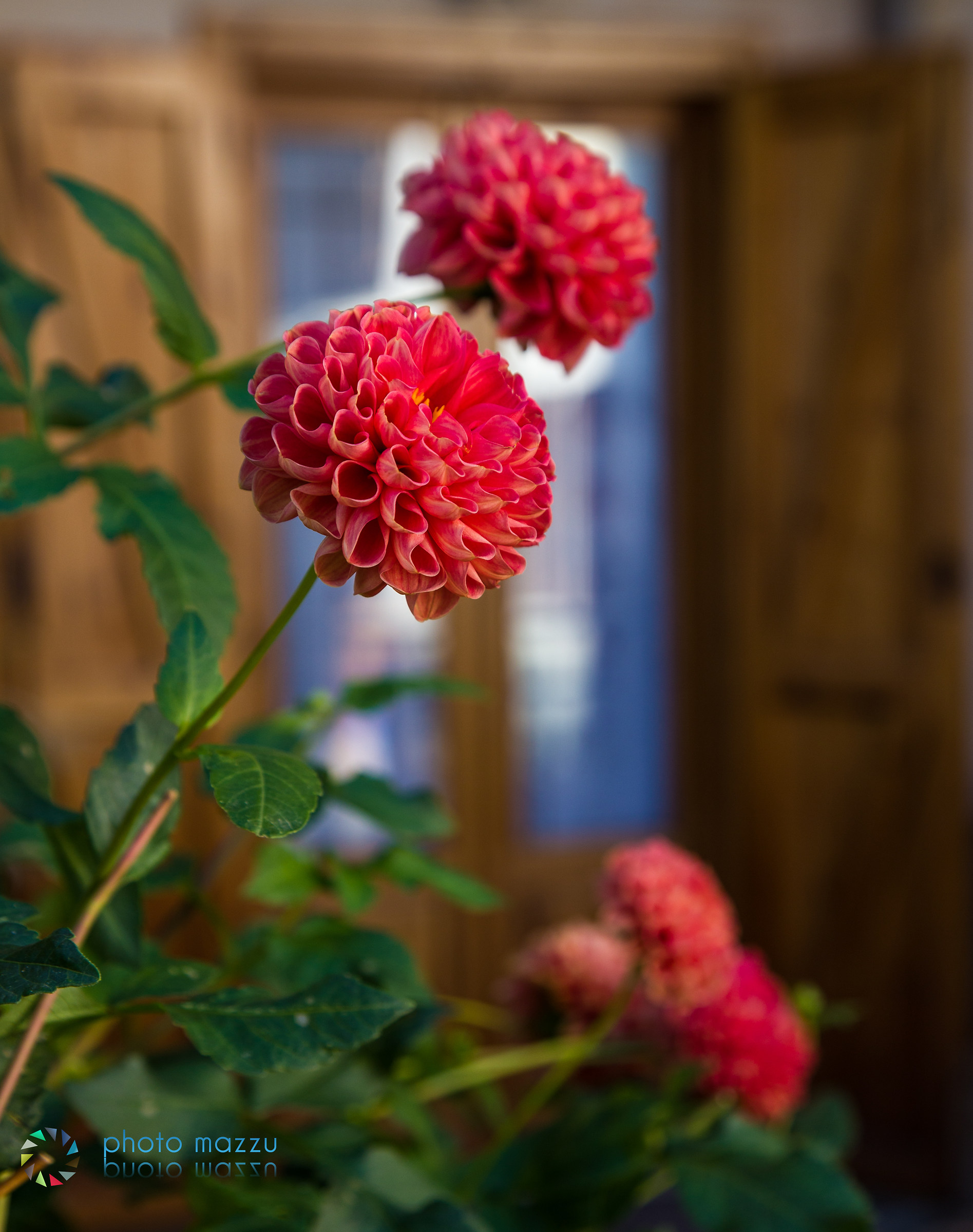 Chrysanthemum ... is not always sad!