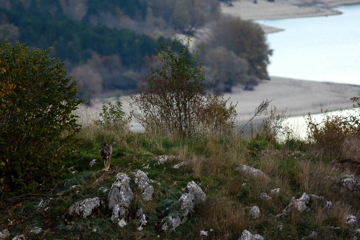 Lupo - Civitella Alfedena 20161101