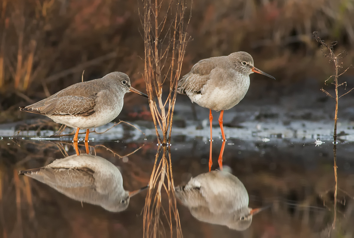 The couple gossipers