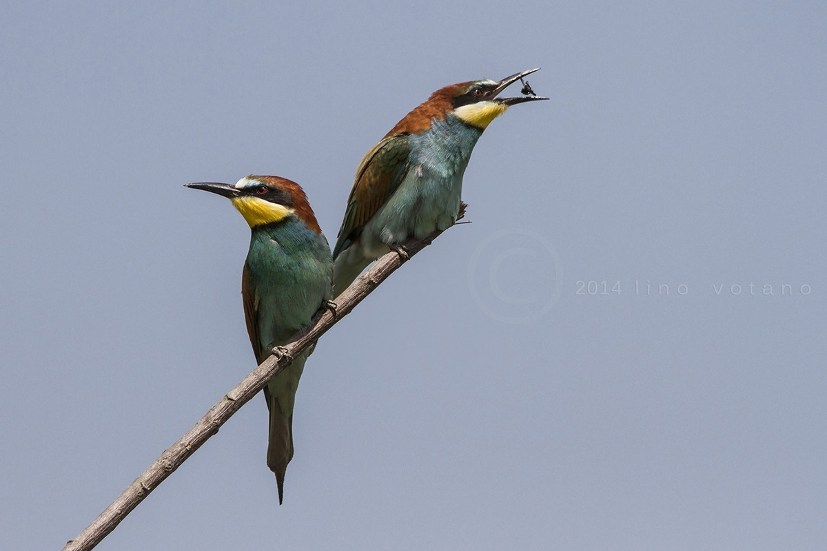 bee-eaters
