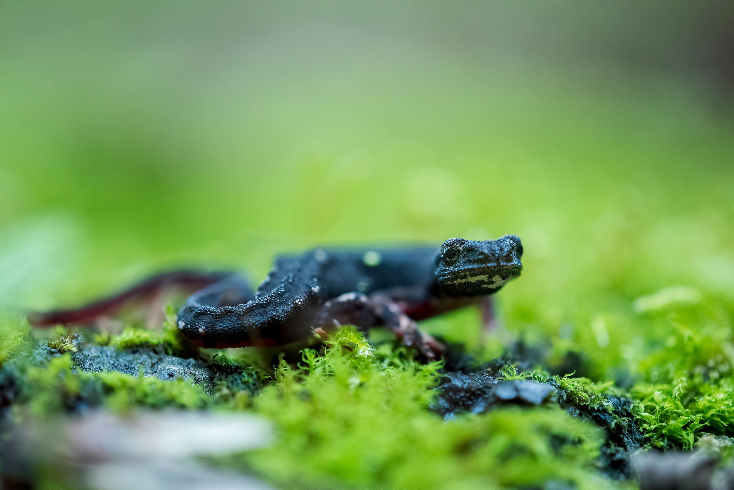 Spectacled salamander