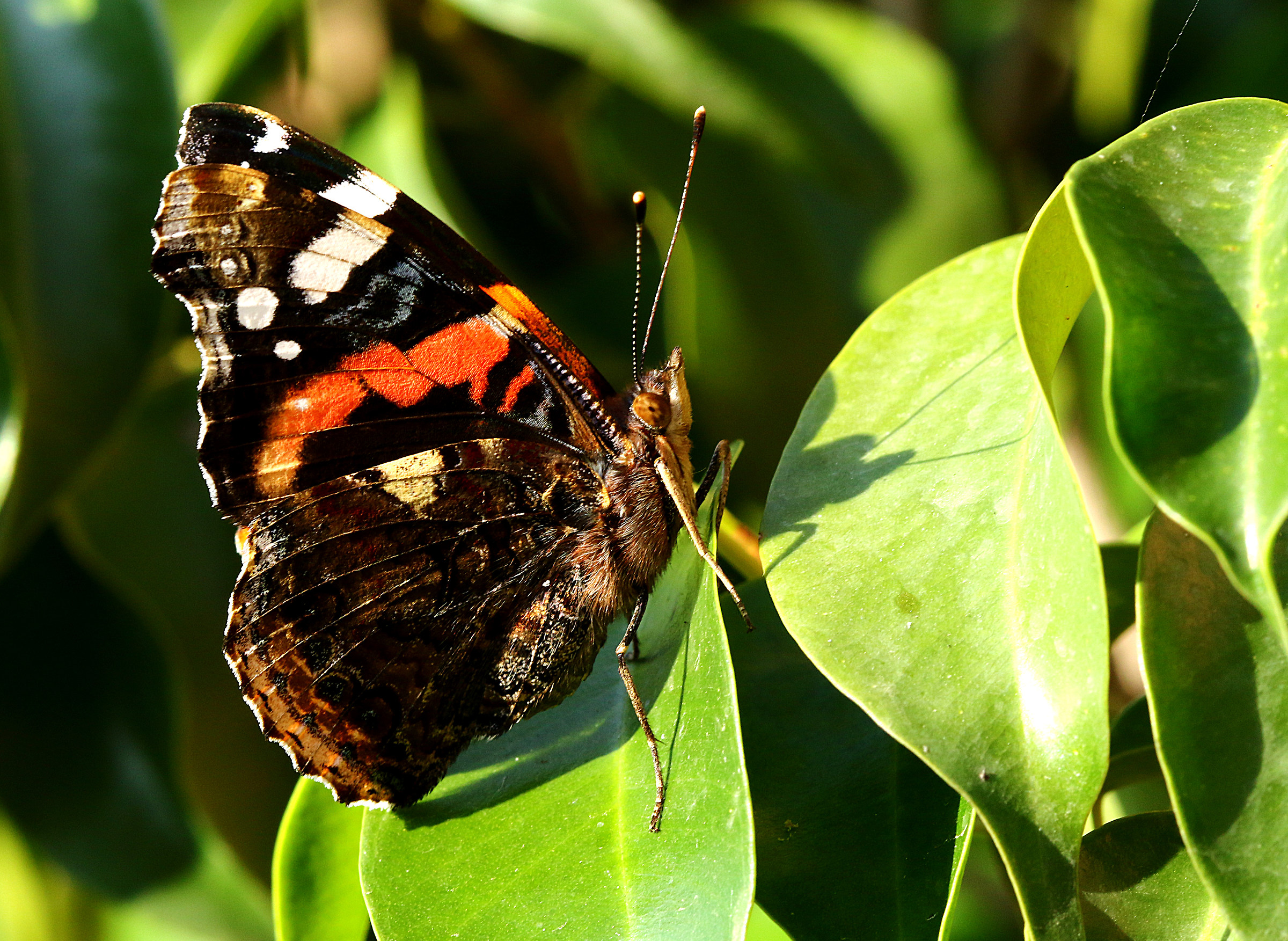 Vanessa Atalanta.