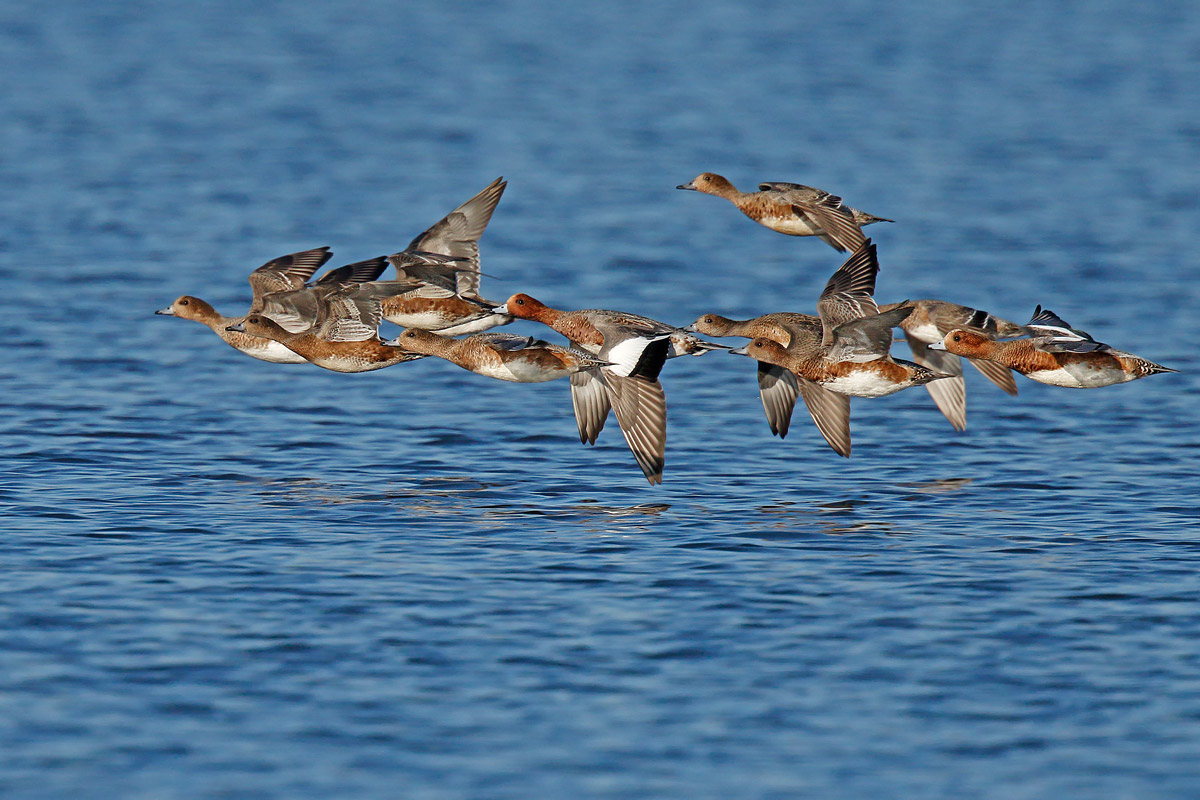 Widgeon in autumn