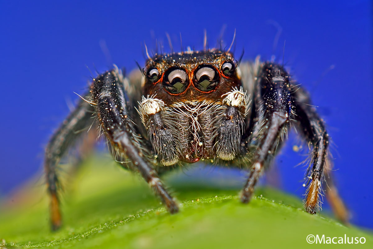 evarcha jucunda (maschio)