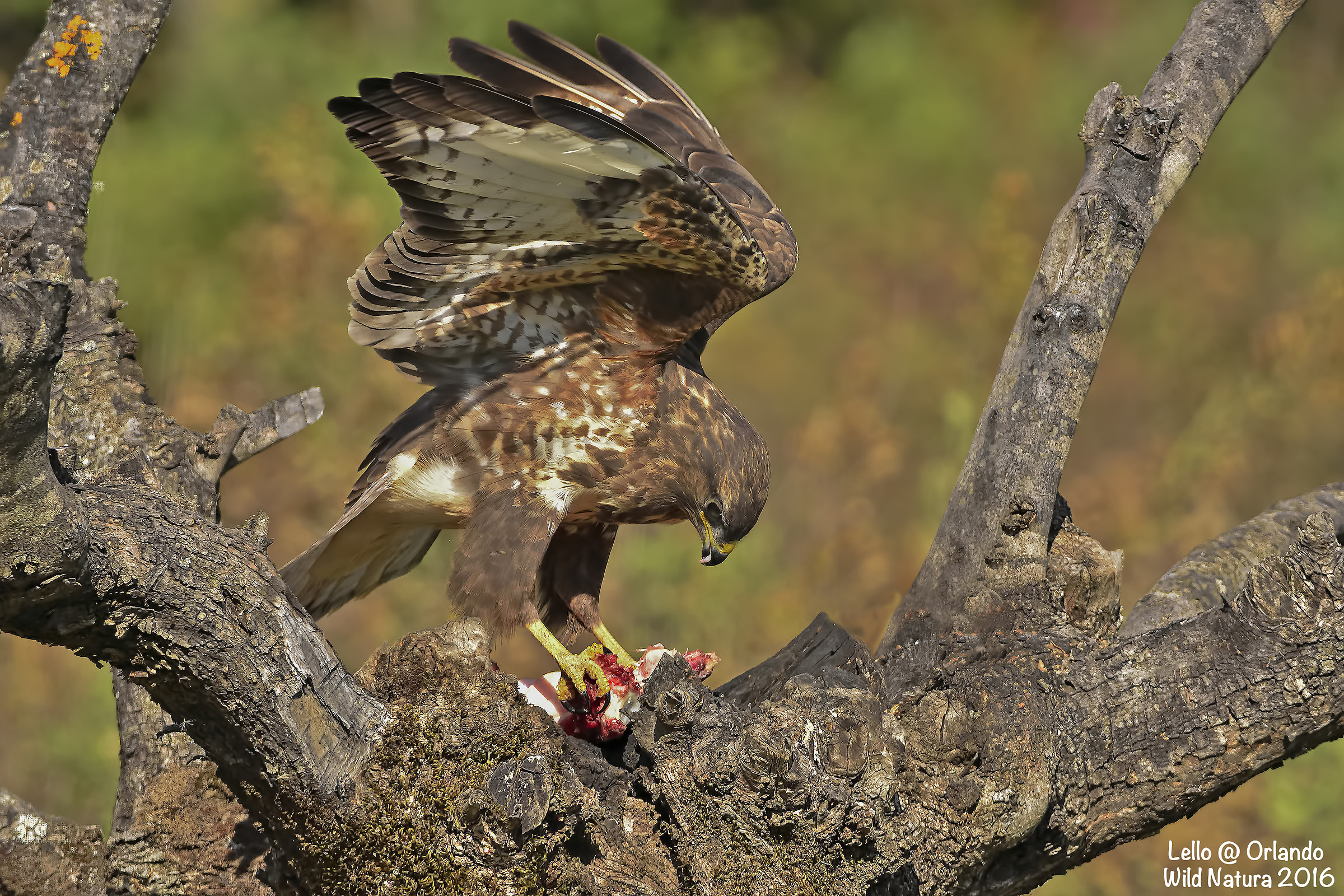 Buzzard in the Wild