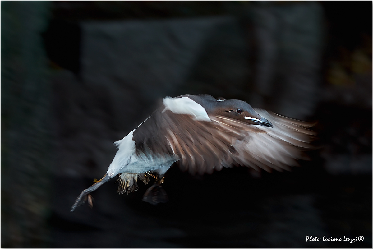 Panning all'Uria black