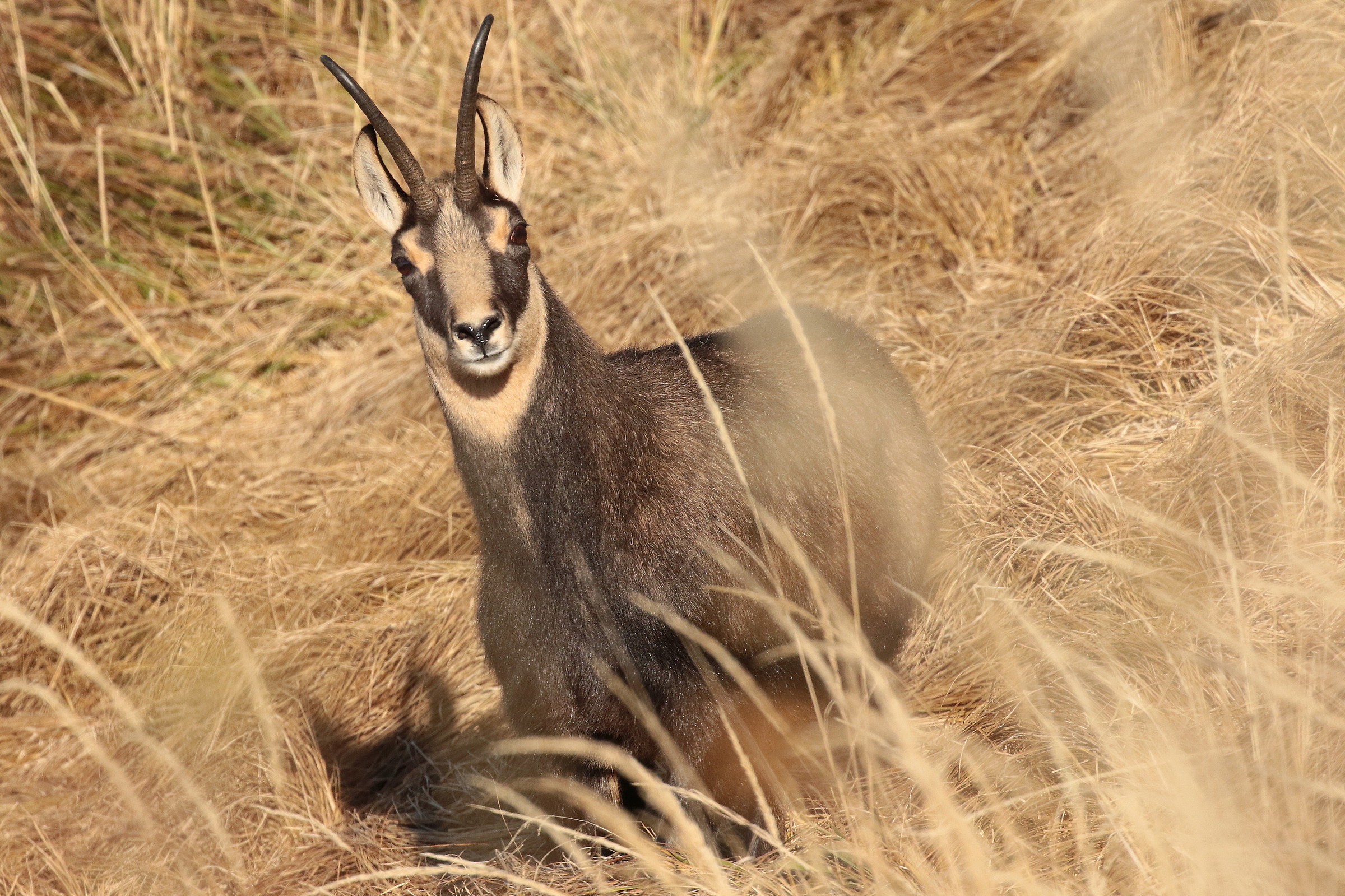 Chamois